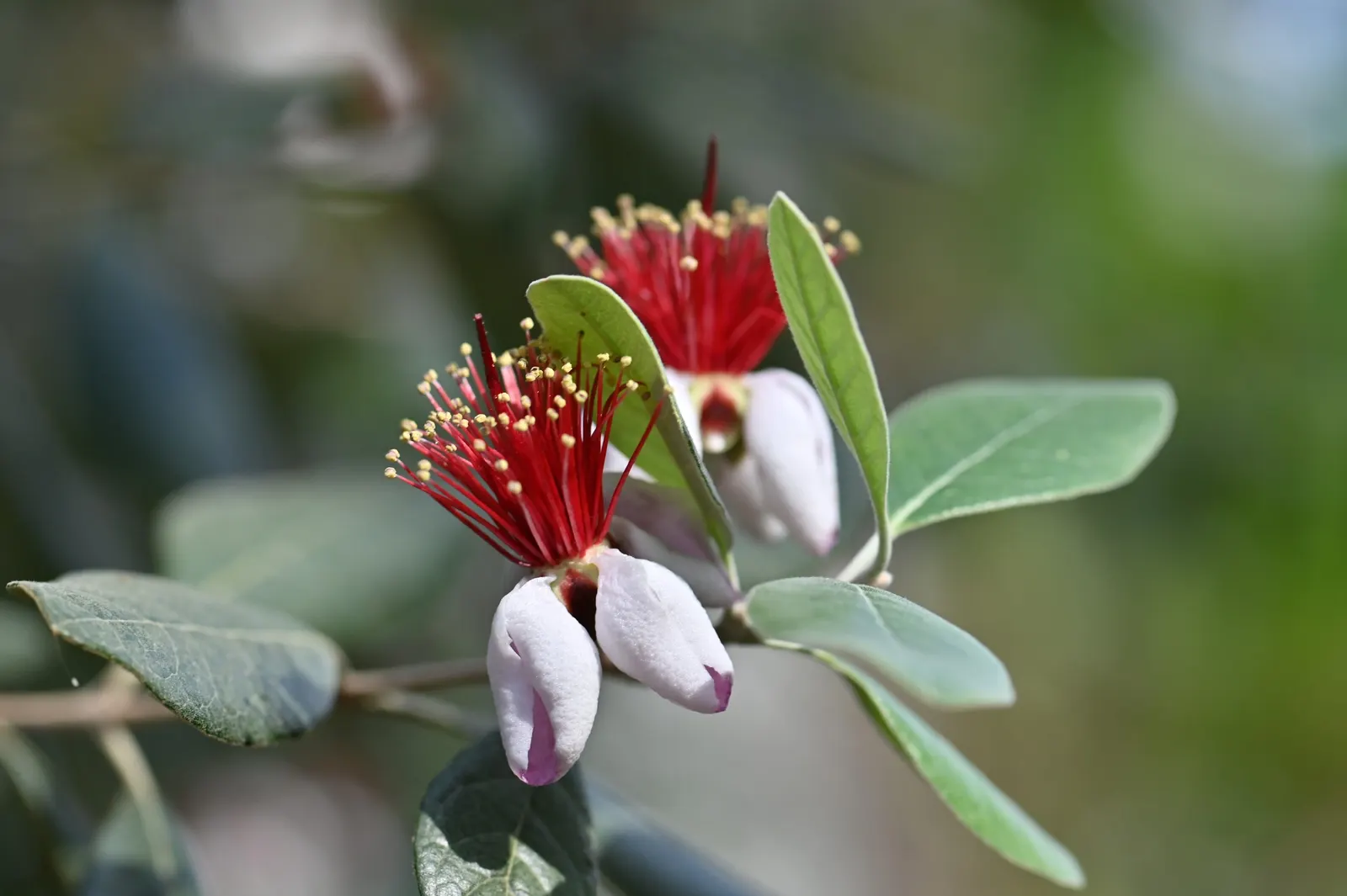 Pineapple Guava (Feijoa Sellowiana) — which not only add beauty but are also edible