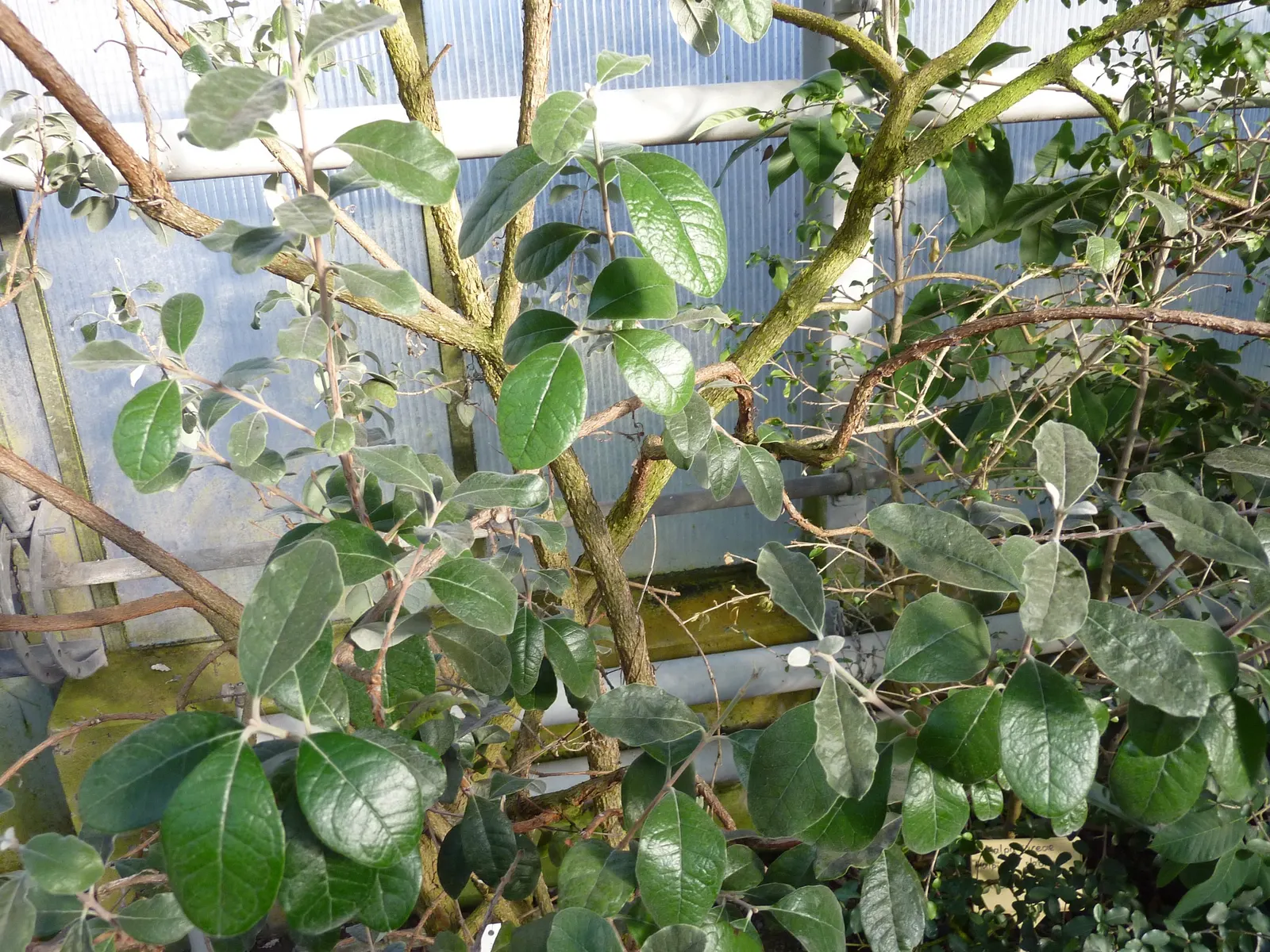 Pineapple Guava (Feijoa Sellowiana) — approximately 2 to 4 inches long