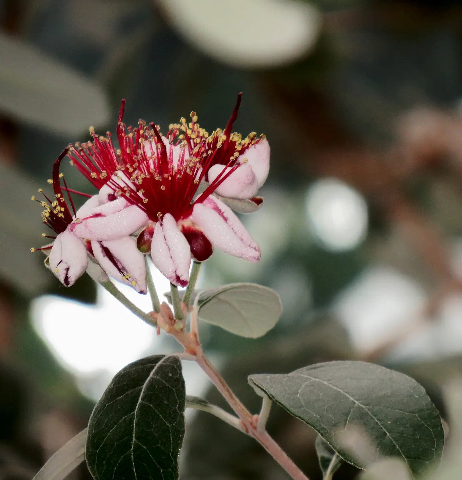 Pineapple Guava (Feijoa Sellowiana) — Drought-tolerant once established, it serves as a hedge, specimen, or container plant; it features, image 65
