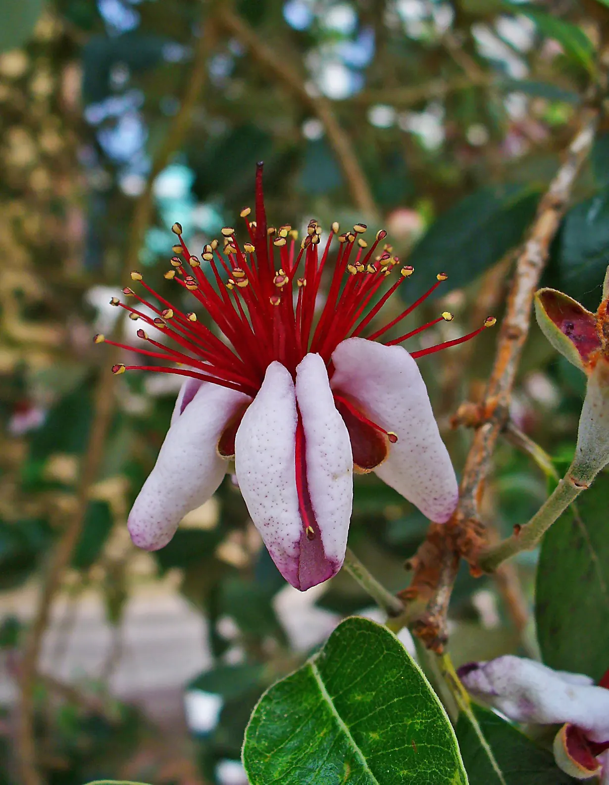 Pineapple Guava (Feijoa Sellowiana) — It features silvery-green leaves and spring blooms with edible, crimson petals; glossy green with silvery, image 62