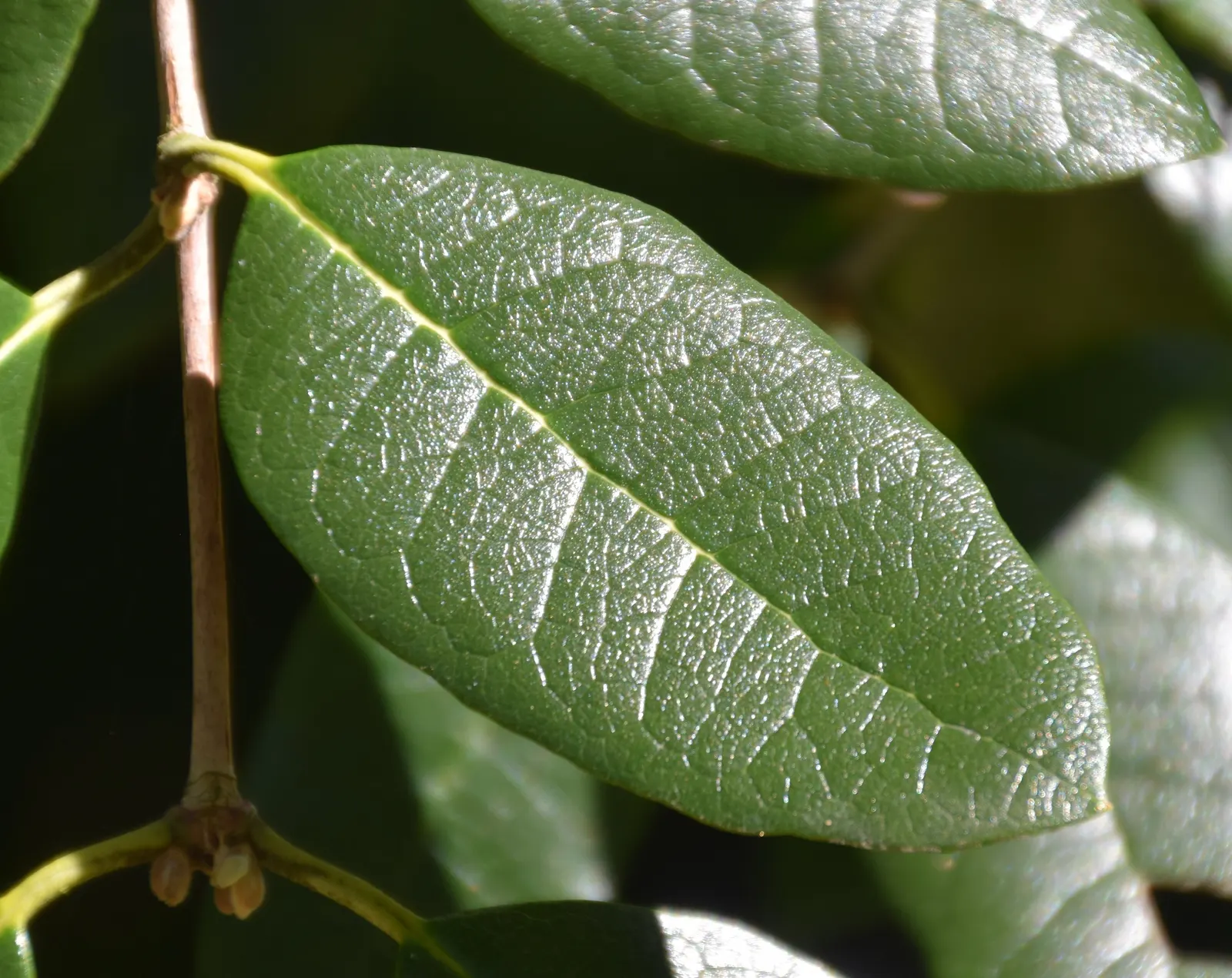 Pineapple Guava (Feijoa Sellowiana) — Mature at a height and spread of 10 to 15 feet