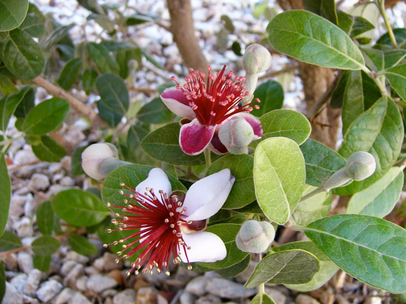 Pineapple Guava (Feijoa Sellowiana) — shrub / tree with multi-colored and red and white blooms; feijoa sellowiana should be planted in well-drained soil