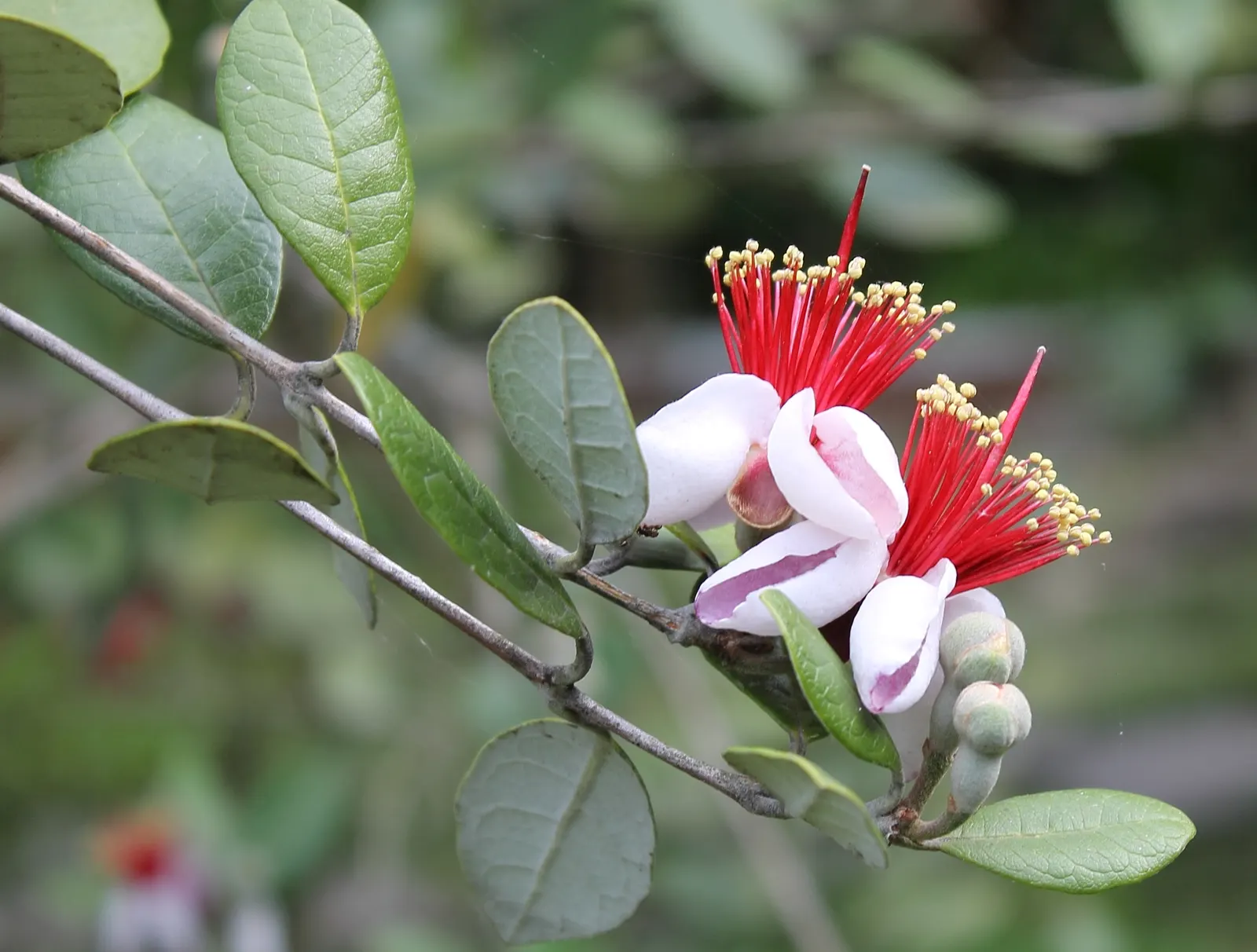 Pineapple Guava (Feijoa Sellowiana) — this plant exhibits a naturally bushy and multi-stemmed habit; shrub / tree for full or half, image 69