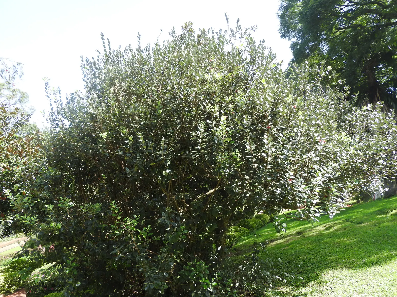 Pineapple Guava (Feijoa Sellowiana) — the plant produces oval fruit; consider its adaptability and multi-sensory offerings, image 77