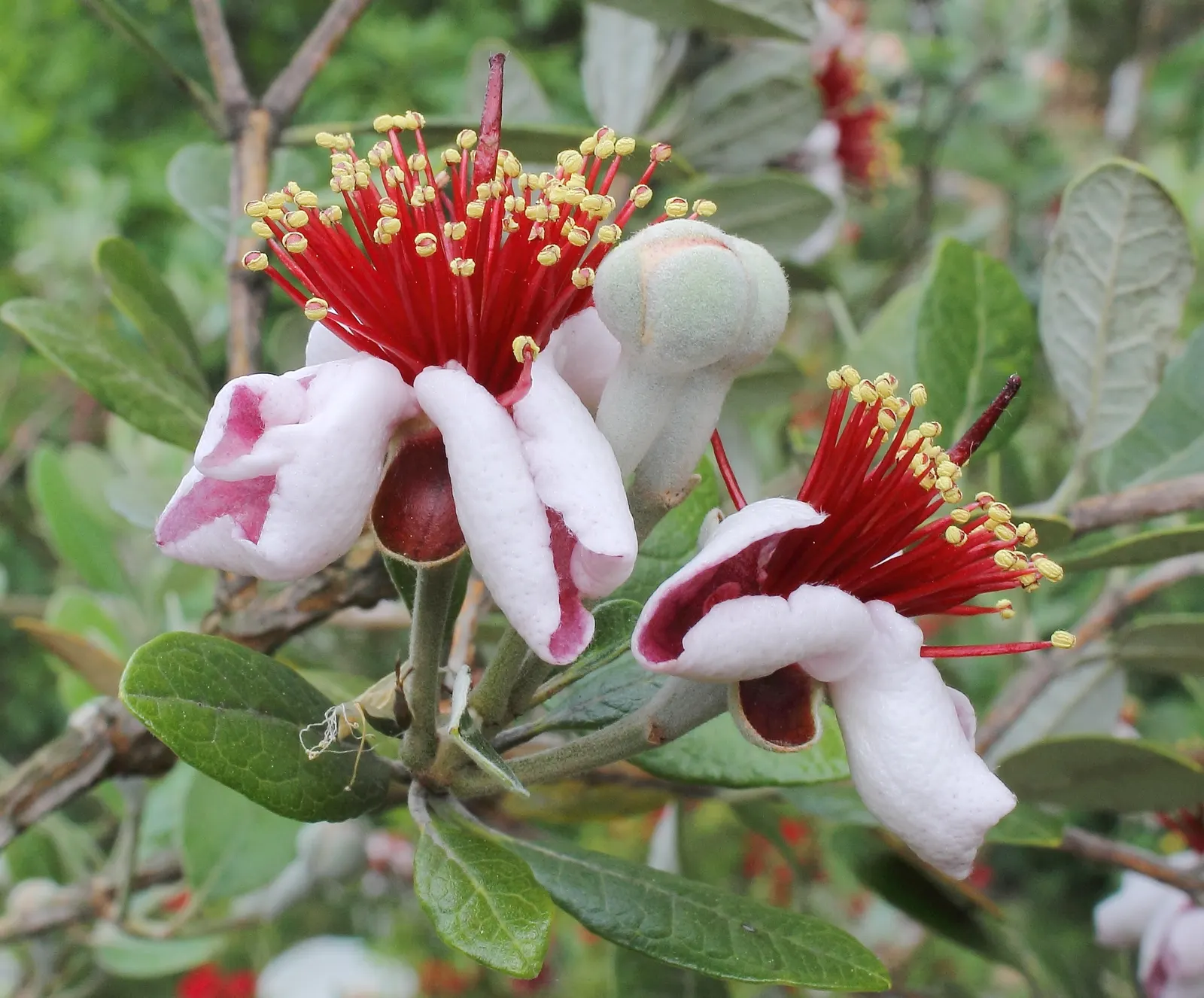 Pineapple Guava (Feijoa Sellowiana) — this plant exhibits a naturally bushy and multi-stemmed habit; shrub / tree for full or half