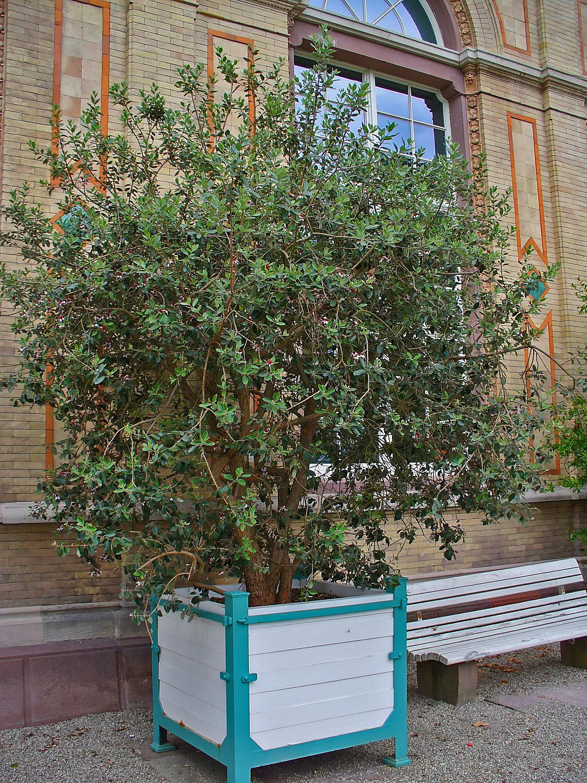 Pineapple Guava (Feijoa Sellowiana) — is a versatile and ornamental evergreen shrub that brings a tropical flair to temperate garden landscapes, image 67