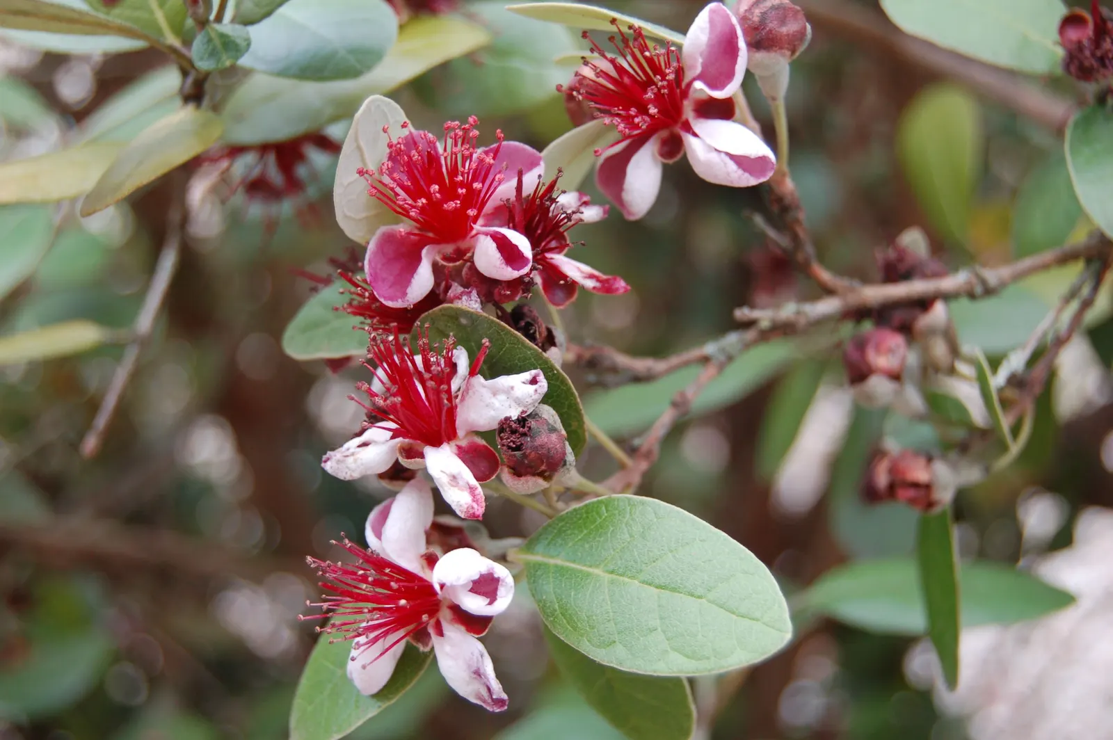 Pineapple Guava (Feijoa Sellowiana) — multi-colored and red and white flowers in the garden; in late spring to early summer, Pineapple Guava graces gardens