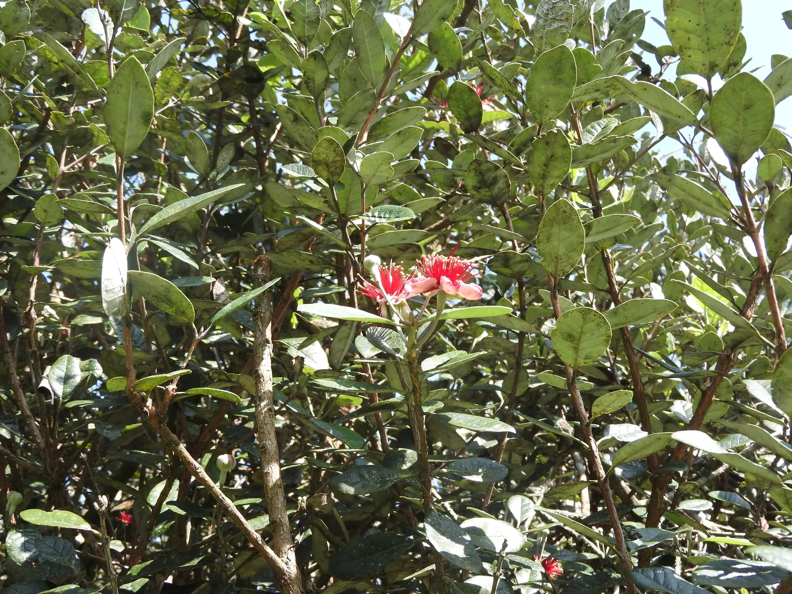 Pineapple Guava (Feijoa Sellowiana) — making it a low-maintenance option for water-wise gardens; the Pineapple Guava, Feijoa sellowiana, is an, image 82