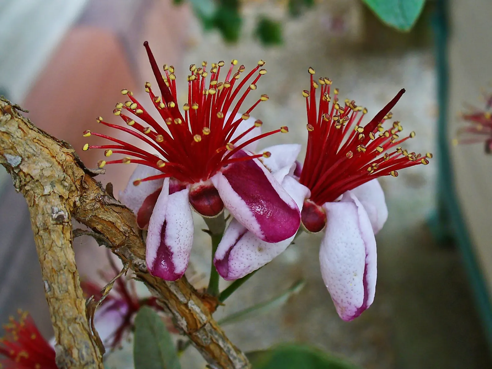 Pineapple Guava (Feijoa Sellowiana) — approximately 2 to 4 inches long; in the fall, oval fruits with a sweet, aromatic flavor ripen, image 78