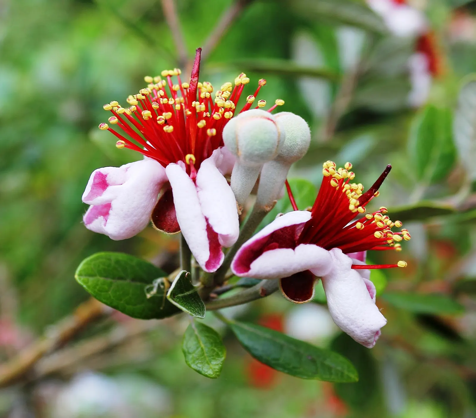 Pineapple Guava (Feijoa Sellowiana) — shrub / tree for full or half