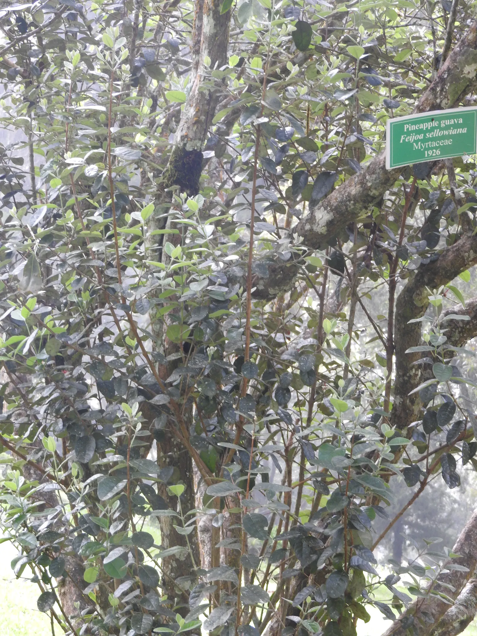 Pineapple Guava (Feijoa Sellowiana) — subtly floral flavor.<br><br>Following the blooms; these fruits have a distinctive sweet taste, reminiscent, image 76