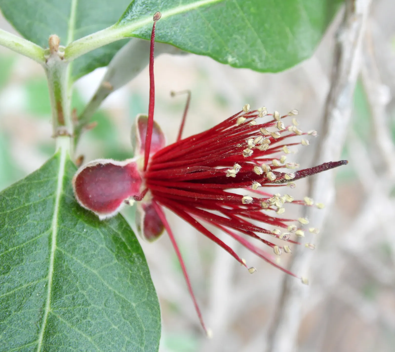 Pineapple Guava (Feijoa Sellowiana) — Drought-tolerant once established, it serves as a hedge, specimen, or container plant; it features silvery-green leaves