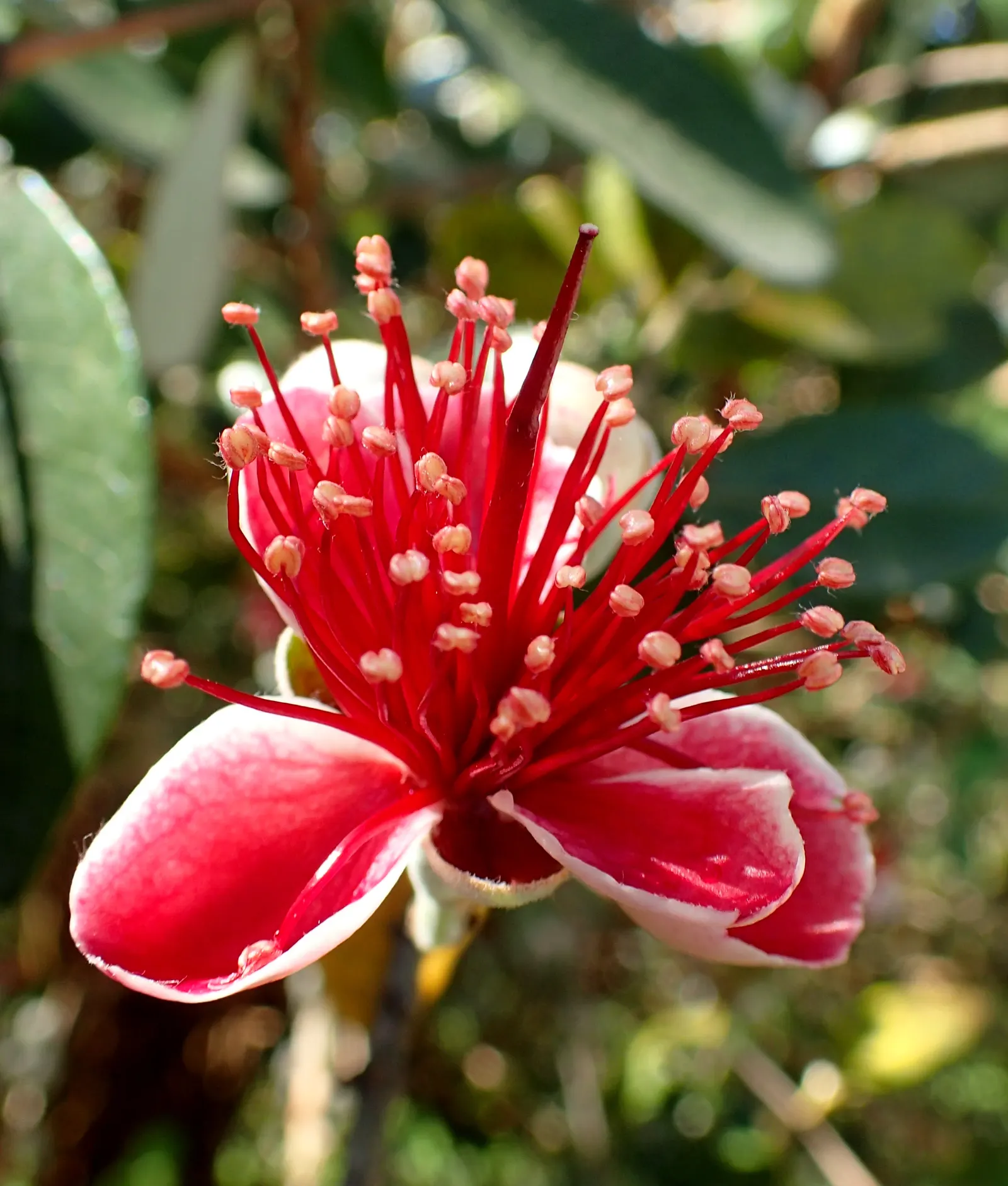 Pineapple Guava (Feijoa Sellowiana) — glossy green with silvery undersides; the blossoms have fleshy white petals set against a burst of red stamens, image 71