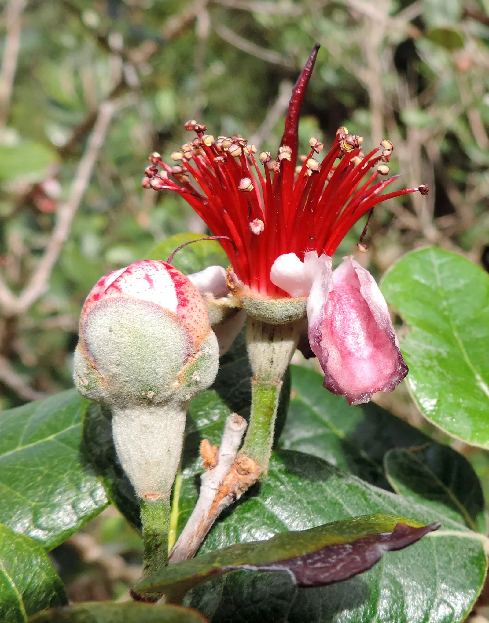Pineapple Guava (Feijoa Sellowiana) — due to its dense growth habit; which not only add beauty but are also edible, image 84