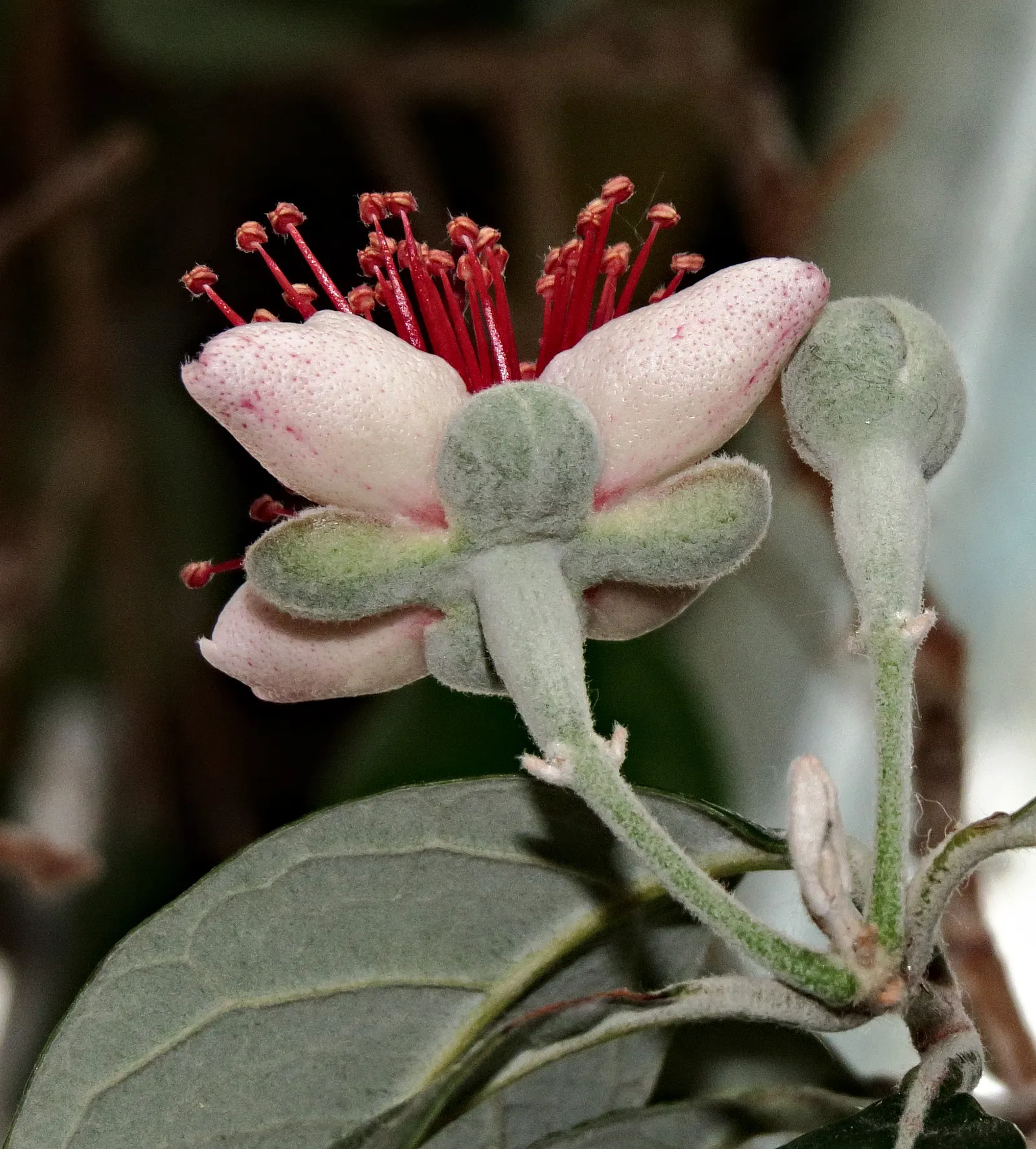 Pineapple Guava (Feijoa Sellowiana) — Mature at a height and spread of 10 to 15 feet; it also serves as an excellent choice for windbreaks