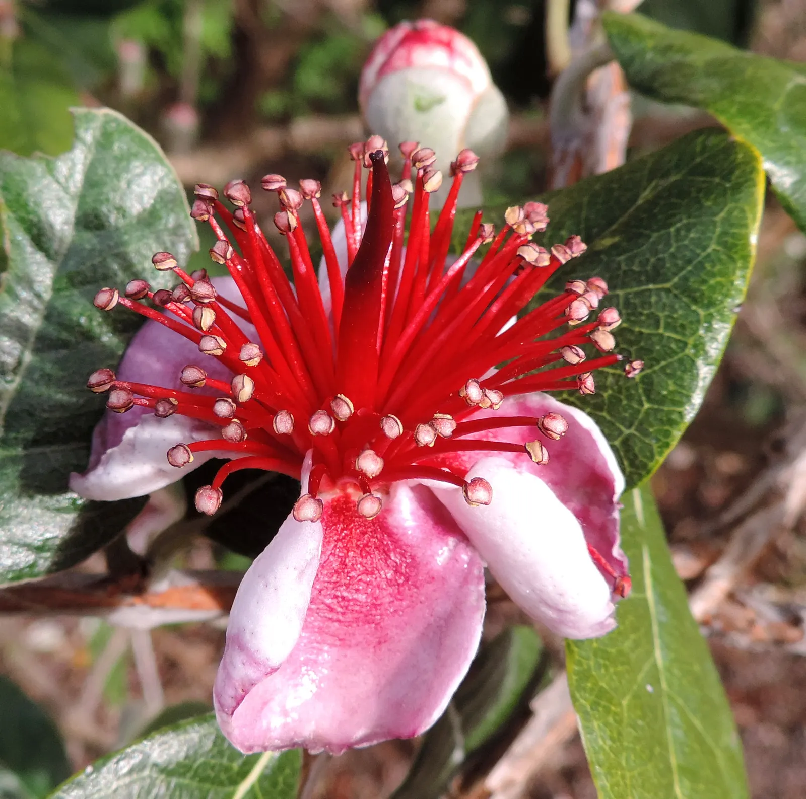 Pineapple Guava (Feijoa Sellowiana) — Hardy in USDA zones 8-10, it thrives in full sun to partial shade and well-drained soil; when incorporating, image 64