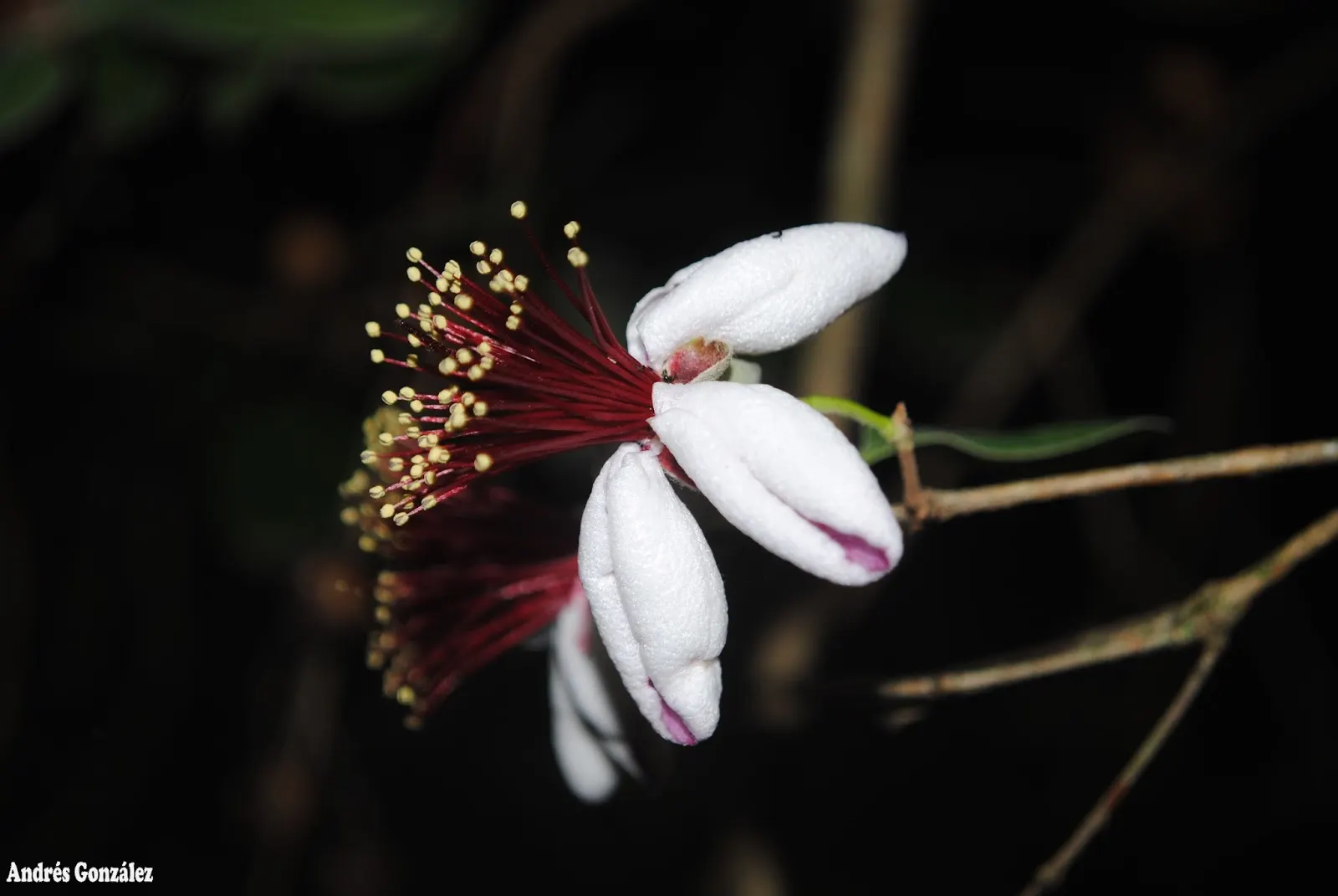 Pineapple Guava (Feijoa Sellowiana) — consider its adaptability and multi-sensory offerings; shrub / tree with multi-colored and red and white blooms