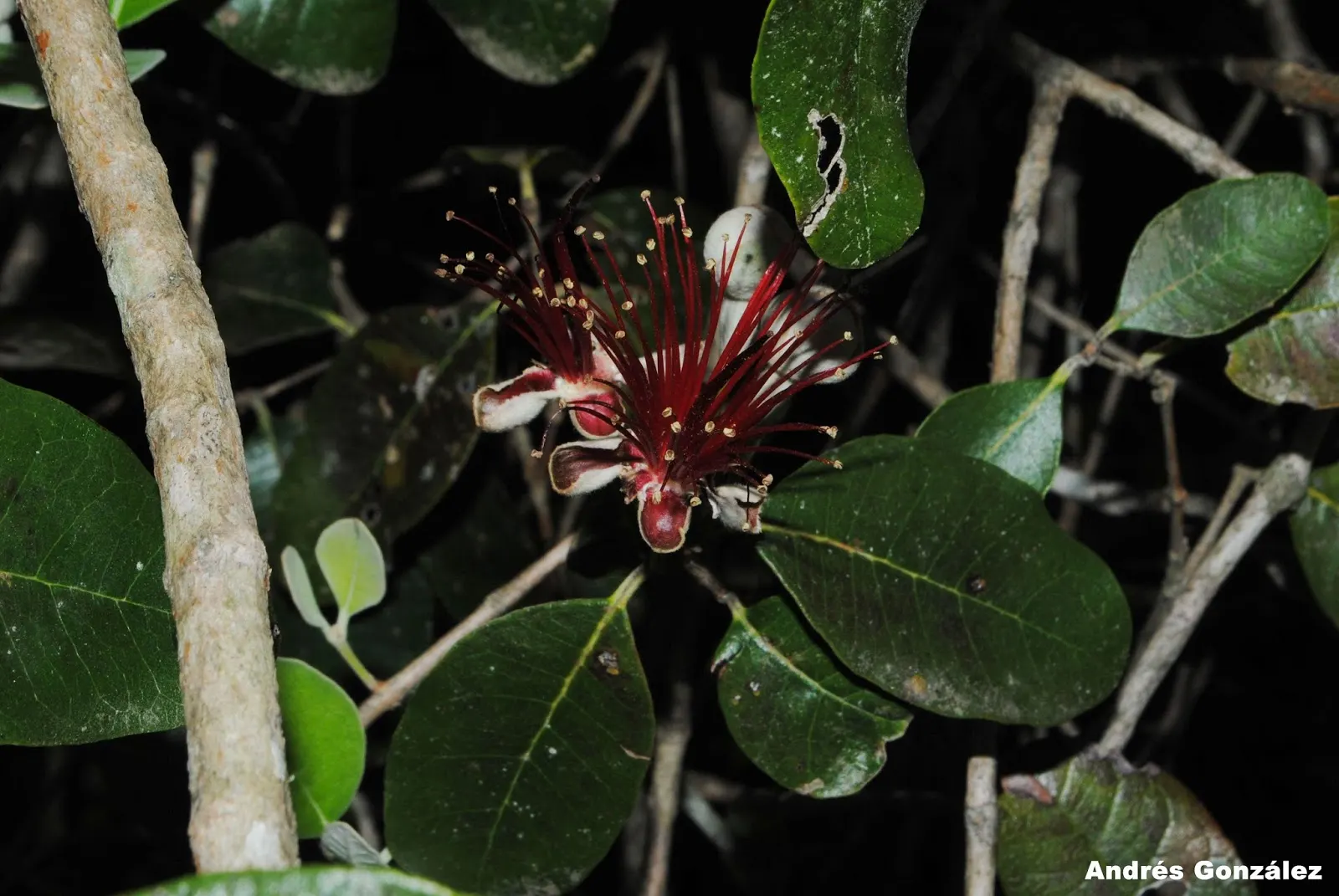 Pineapple Guava (Feijoa Sellowiana) — the plant produces oval fruit