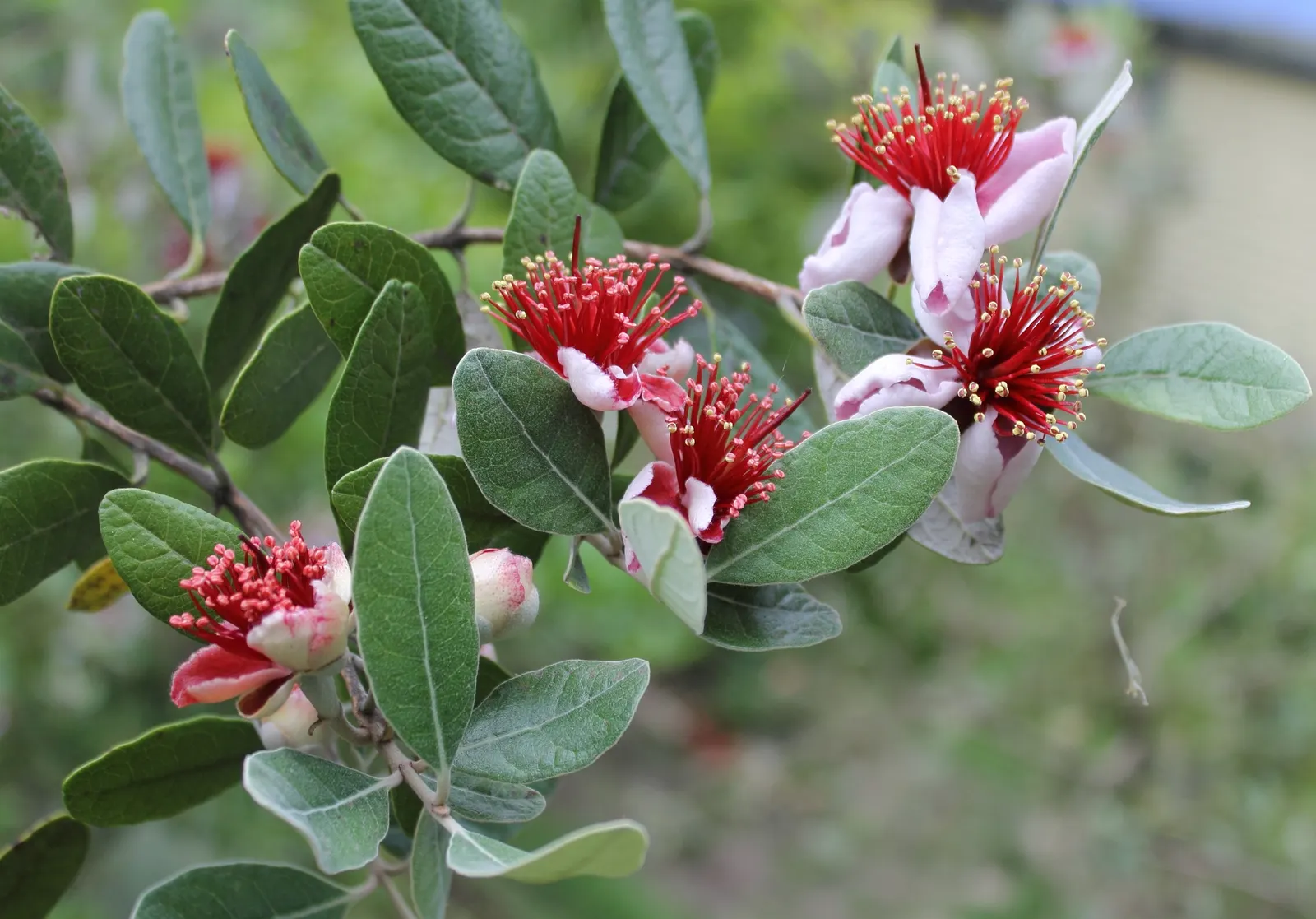 Pineapple Guava (Feijoa Sellowiana) — In the fall, oval fruits with a sweet, aromatic flavor ripen; approximately 2 to 4 inches long