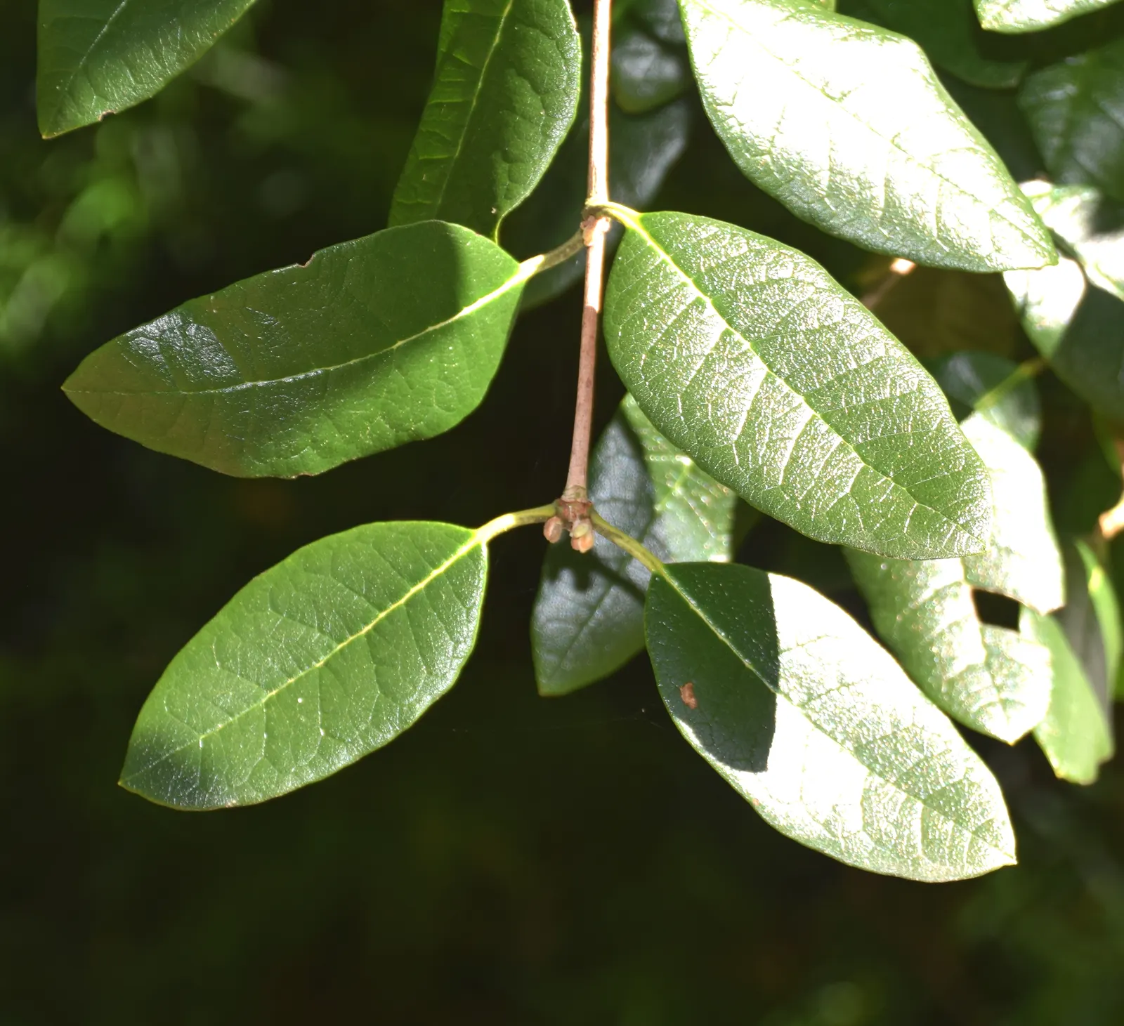 Pineapple Guava (Feijoa Sellowiana) — Mature at a height and spread of 10 to 15 feet; it also serves as an excellent choice for windbreaks, image 68