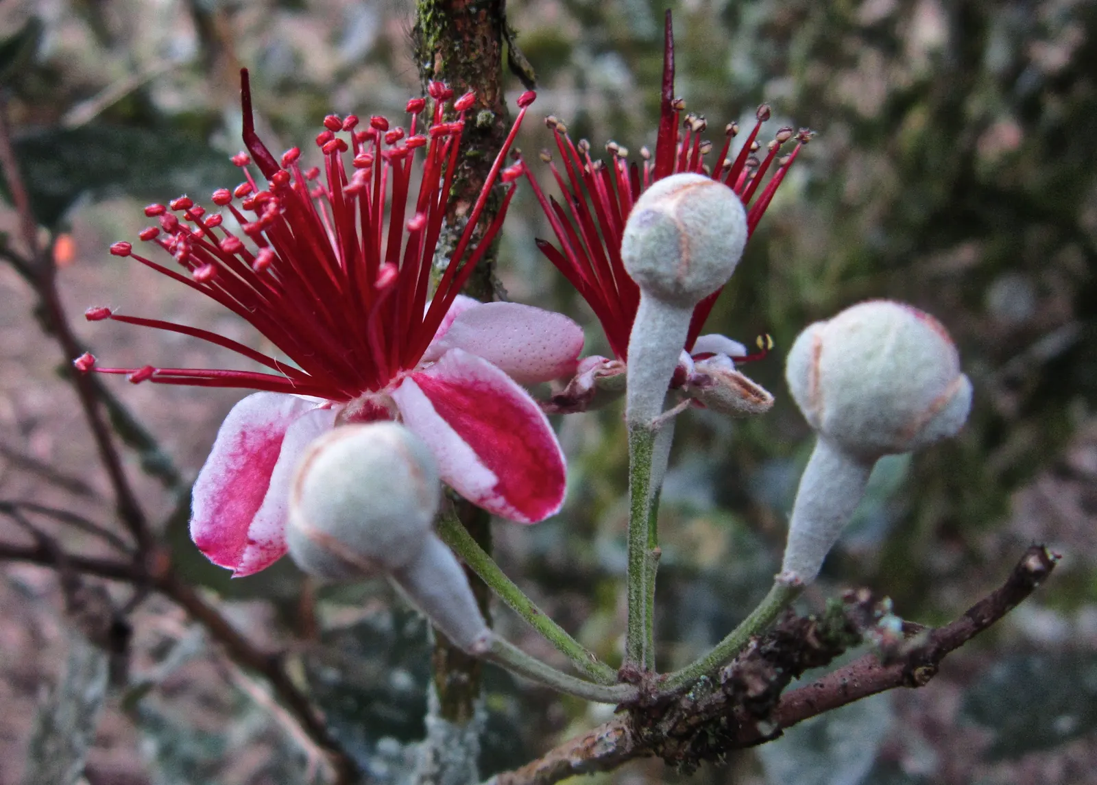 Pineapple Guava (Feijoa Sellowiana) — Hardy in USDA zones 8-10, it thrives in full sun to partial shade and well-drained soil