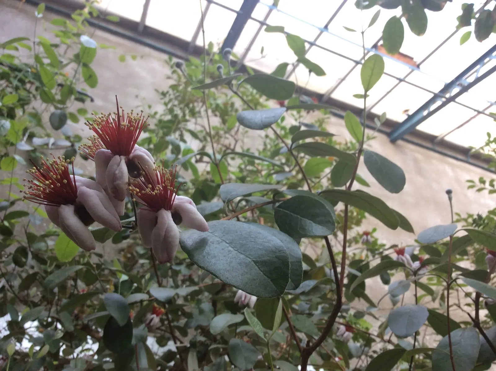 Pineapple Guava (Feijoa Sellowiana) — consider its adaptability and multi-sensory offerings