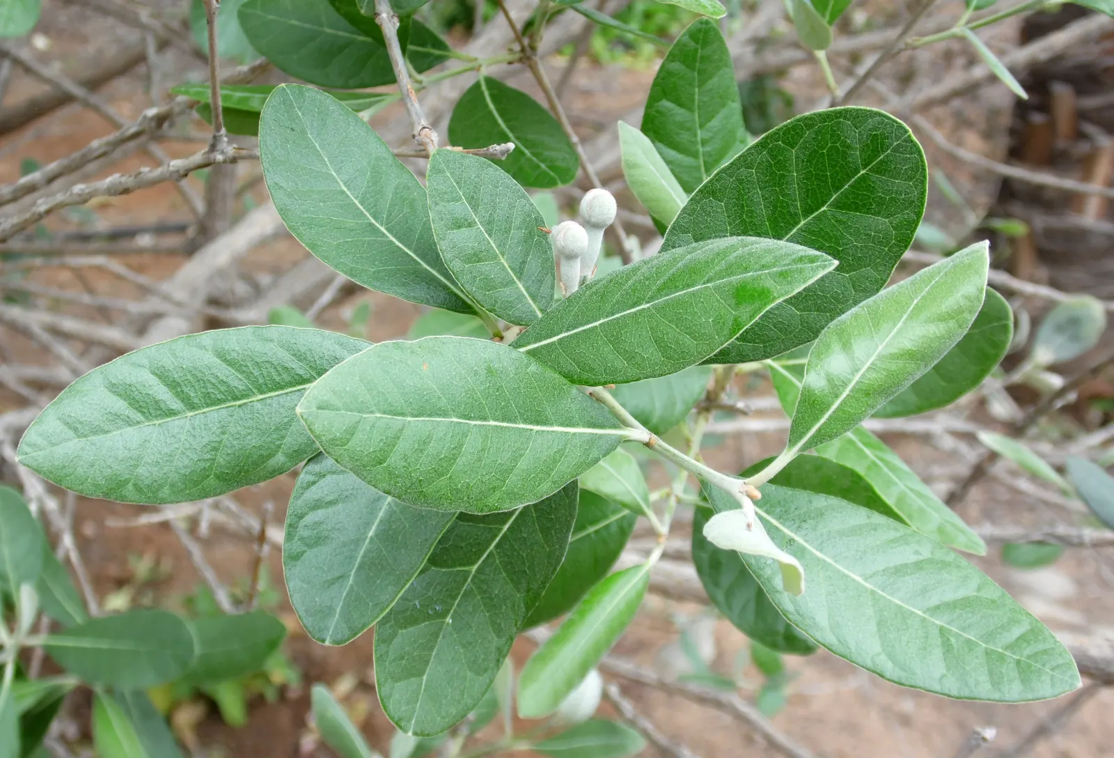 Pineapple Guava (Feijoa Sellowiana) — In the fall, oval fruits with a sweet, aromatic flavor ripen; approximately 2 to 4 inches long, image 63