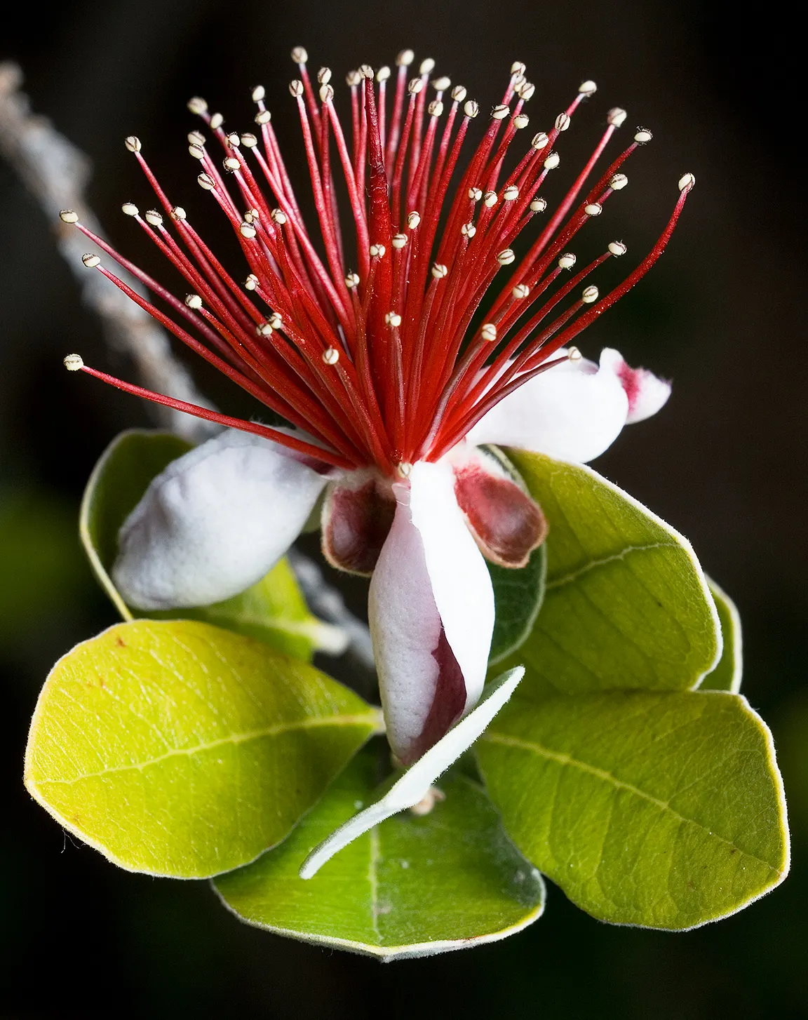 Pineapple Guava (Feijoa Sellowiana) — making it a low-maintenance option for water-wise gardens; the Pineapple Guava, Feijoa sellowiana, is an evergreen shrub