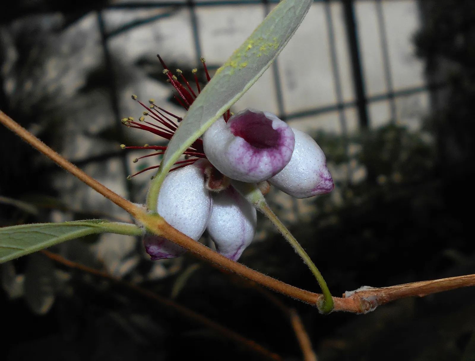 Pineapple Guava (Feijoa Sellowiana) — These fruits have a distinctive sweet taste, reminiscent of pineapple, apple, and mint; which can be trained, image 79