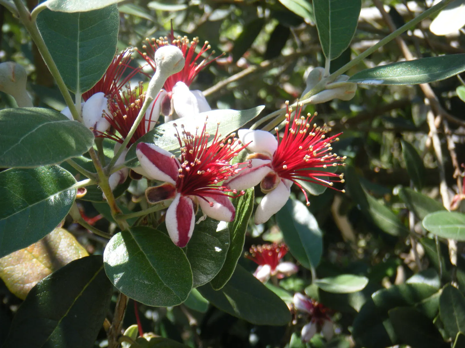 Pineapple Guava (Feijoa Sellowiana) — When incorporating Feijoa into a landscape design; making it a low-maintenance option for water-wise gardens