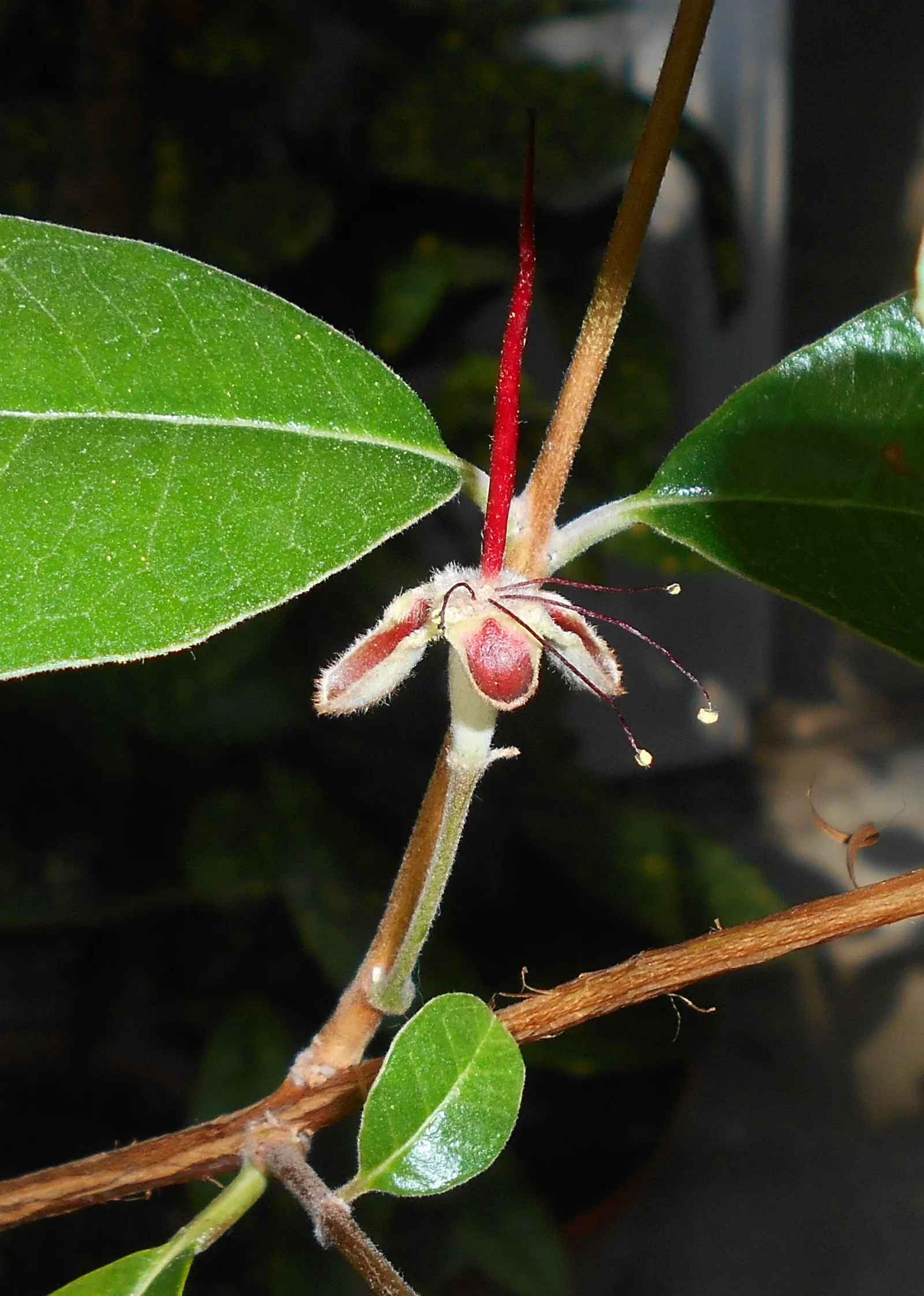 Pineapple Guava (Feijoa Sellowiana) — The blossoms have fleshy white petals set against a burst of red stamens