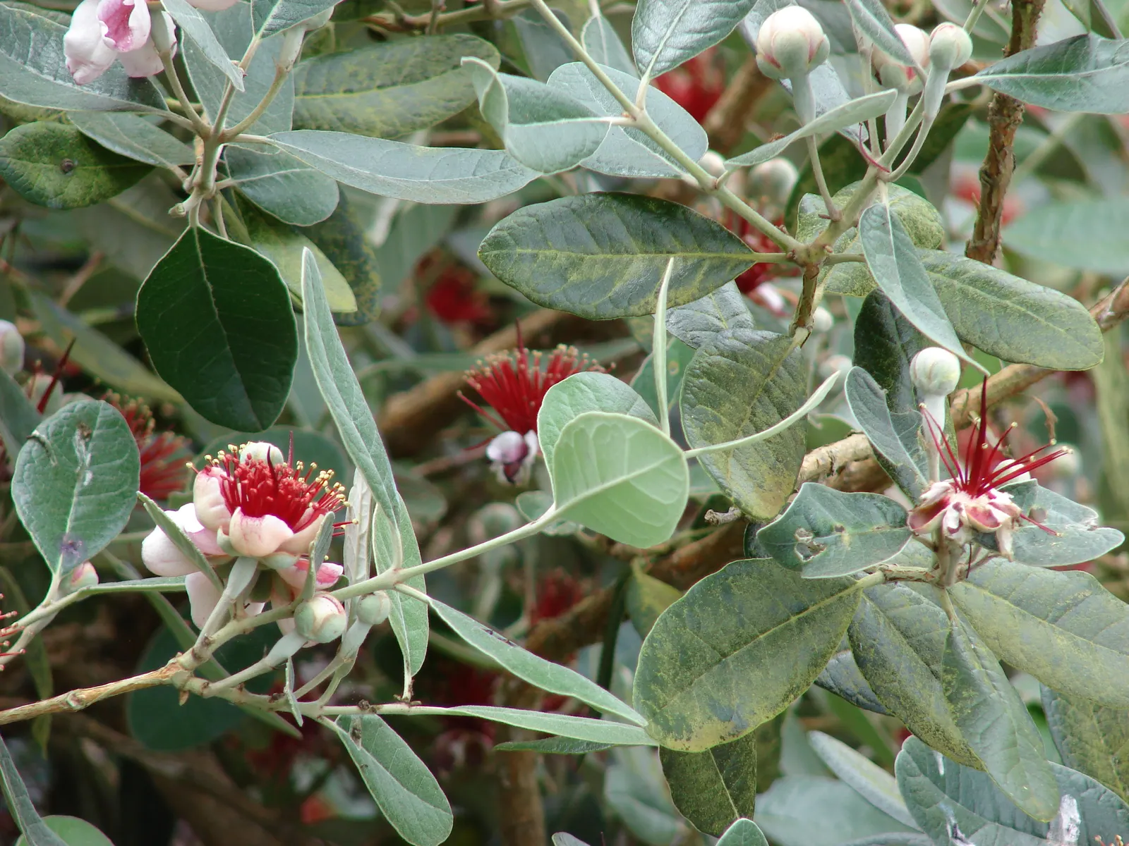 Pineapple Guava (Feijoa Sellowiana) — It also serves as an excellent choice for windbreaks; mature at a height and spread of 10 to 15 feet, image 113