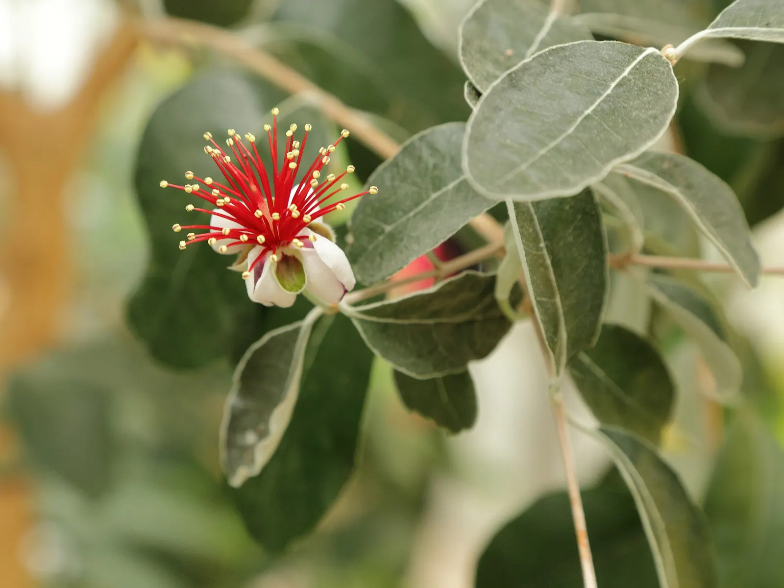Pineapple Guava (Feijoa Sellowiana) — It features silvery-green leaves and spring blooms with edible, crimson petals; glossy green with silvery, image 122