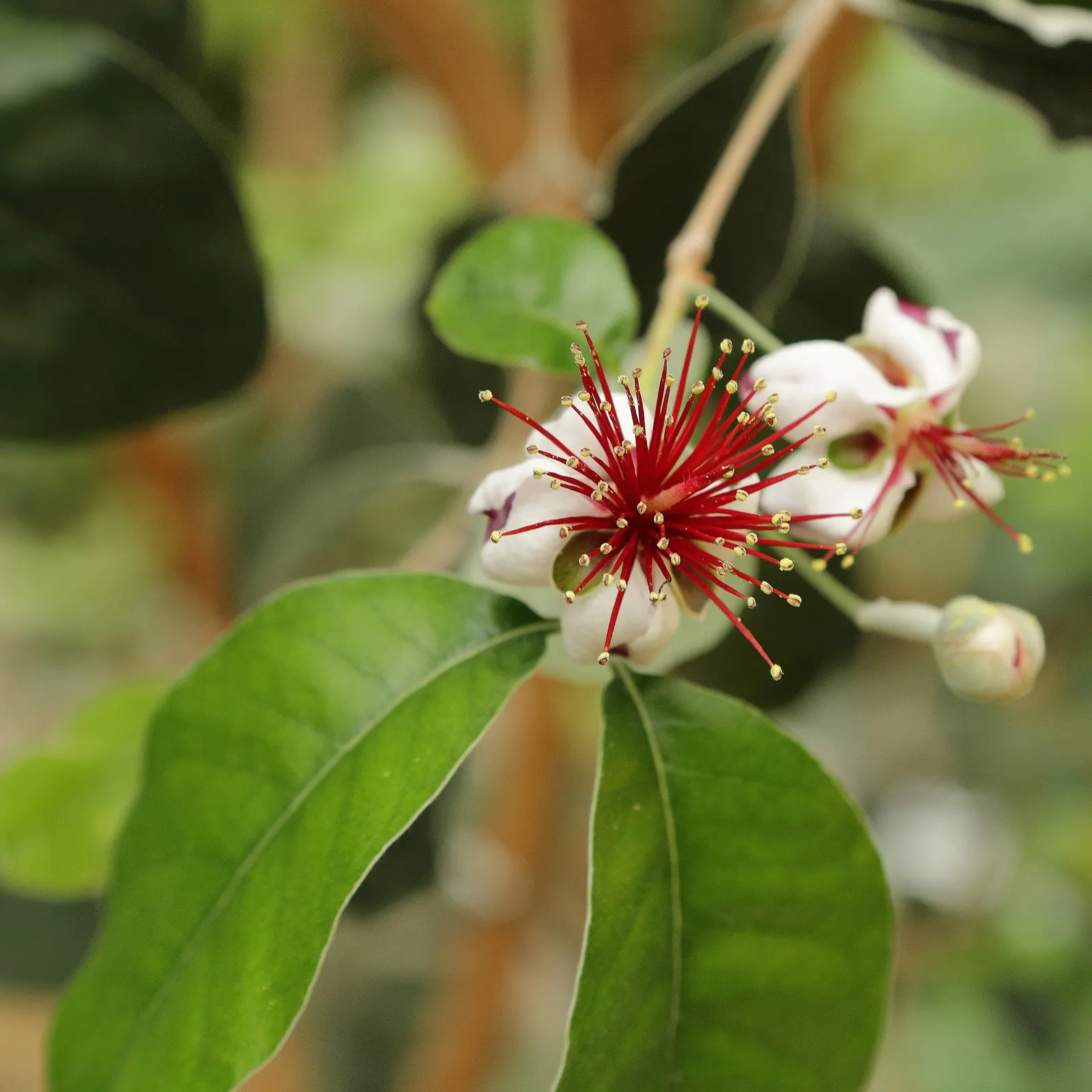 Pineapple Guava (Feijoa Sellowiana) — Hardy in USDA zones 8-10, it thrives in full sun to partial shade and well-drained soil; when incorporating, image 124