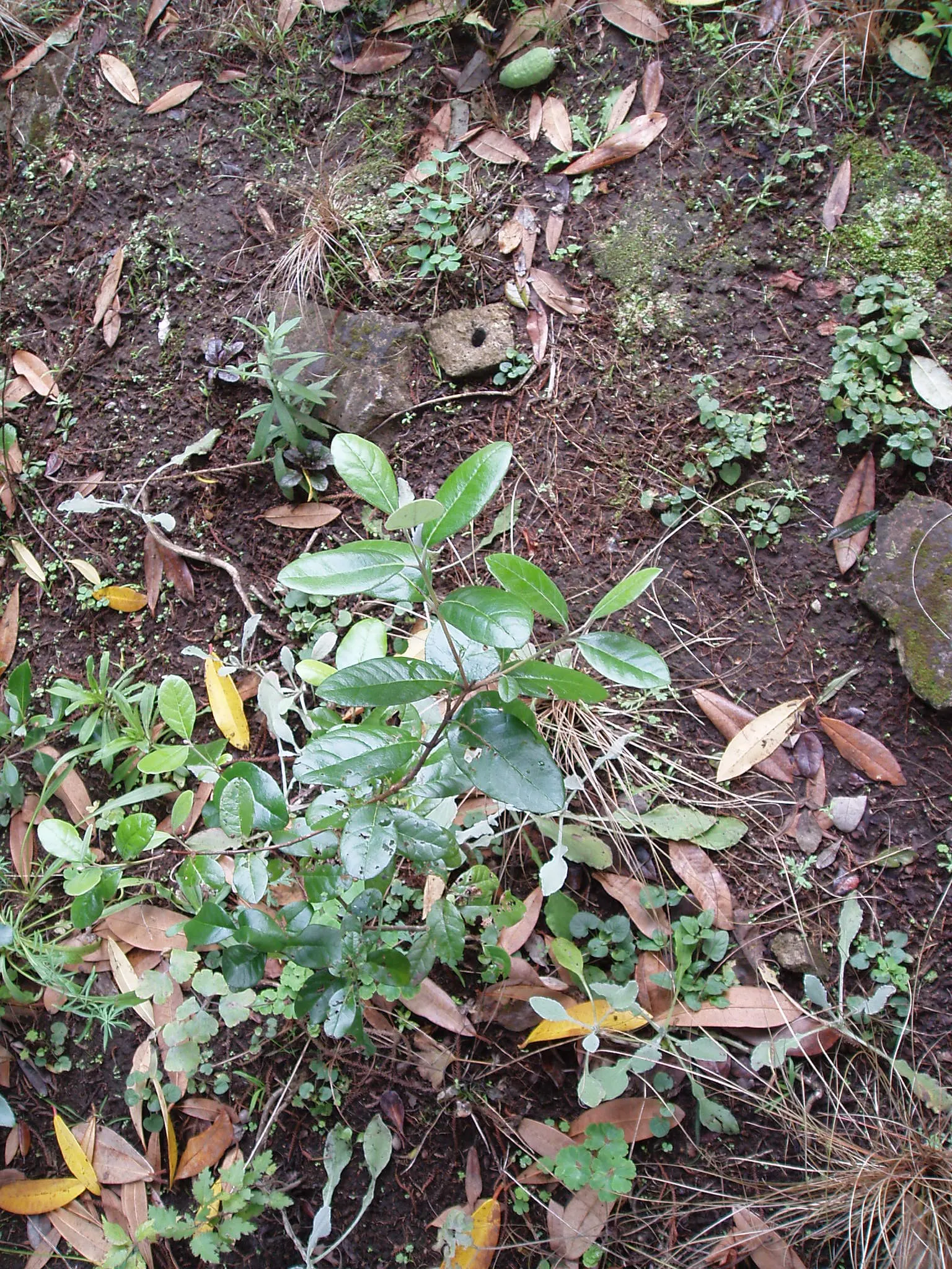 Pineapple Guava (Feijoa Sellowiana) — These fruits have a distinctive sweet taste, reminiscent of pineapple, apple, and mint; which can be trained, image 109