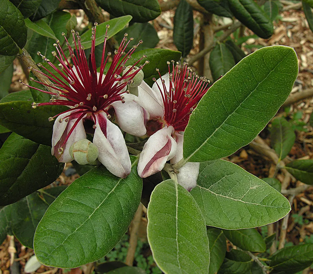 Pineapple Guava (Feijoa Sellowiana) — Drought-tolerant once established, it serves as a hedge, specimen, or container plant; it features, image 125