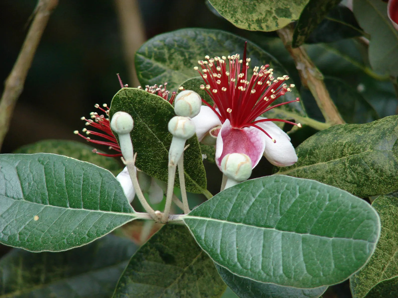Pineapple Guava (Feijoa Sellowiana) — The Pineapple Guava, Feijoa sellowiana, is an evergreen shrub reaching 10-15 feet tall and wide