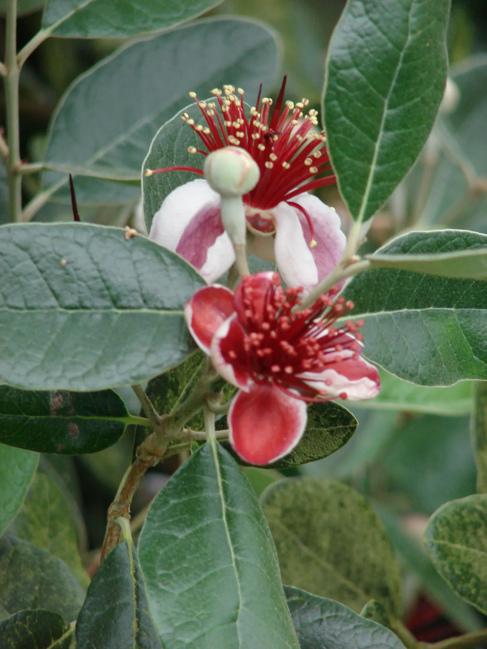 Pineapple Guava (Feijoa Sellowiana) — the plant produces oval fruit; consider its adaptability and multi-sensory offerings
