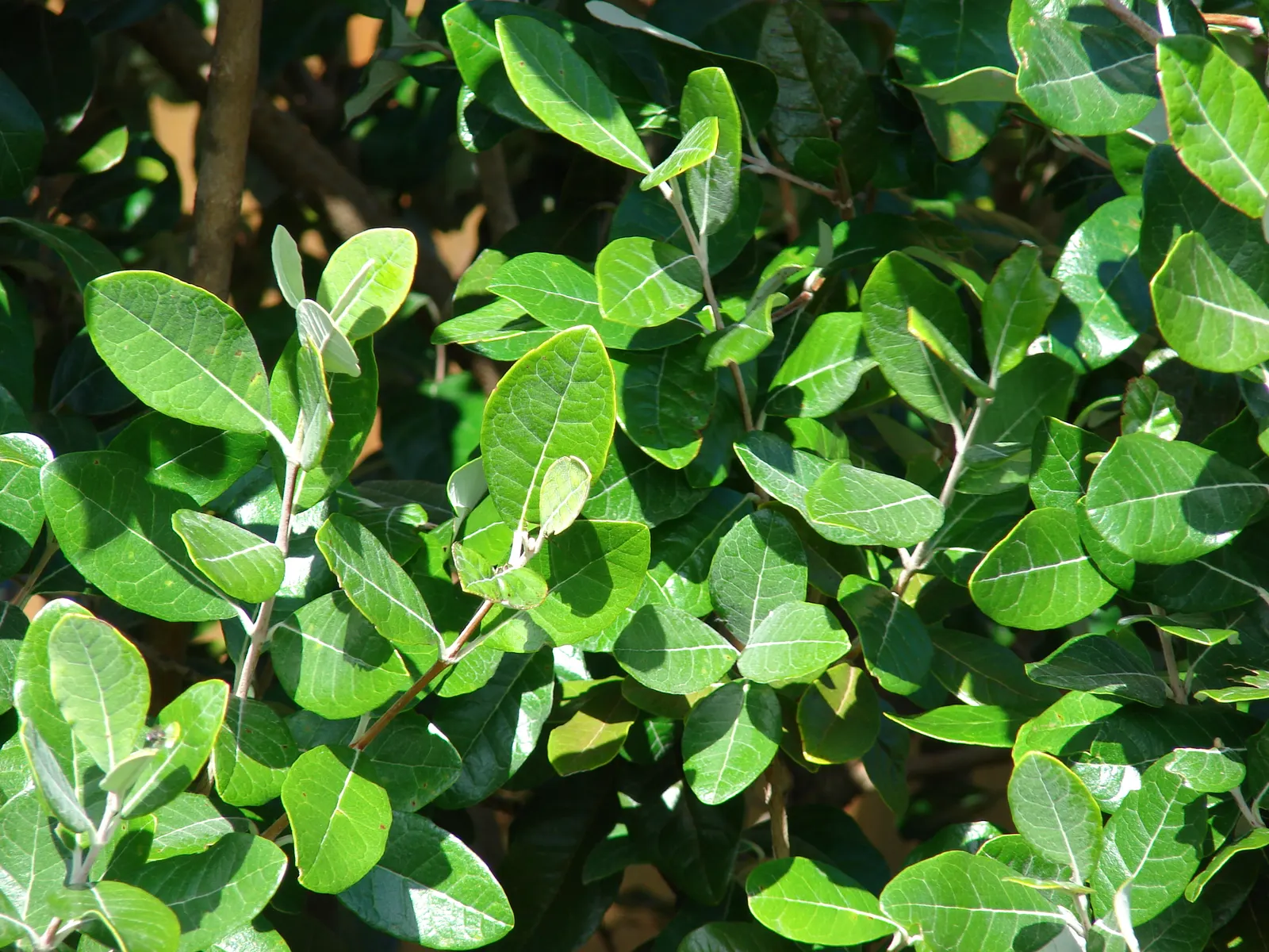Pineapple Guava (Feijoa Sellowiana) — Drought-tolerant once established, it serves as a hedge, specimen, or container plant