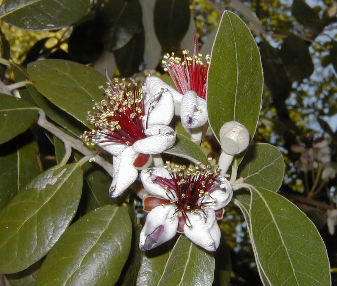Pineapple Guava (Feijoa Sellowiana) — multi-colored and red and white flowers in the garden; in late spring to early summer, Pineapple Guava graces, image 118