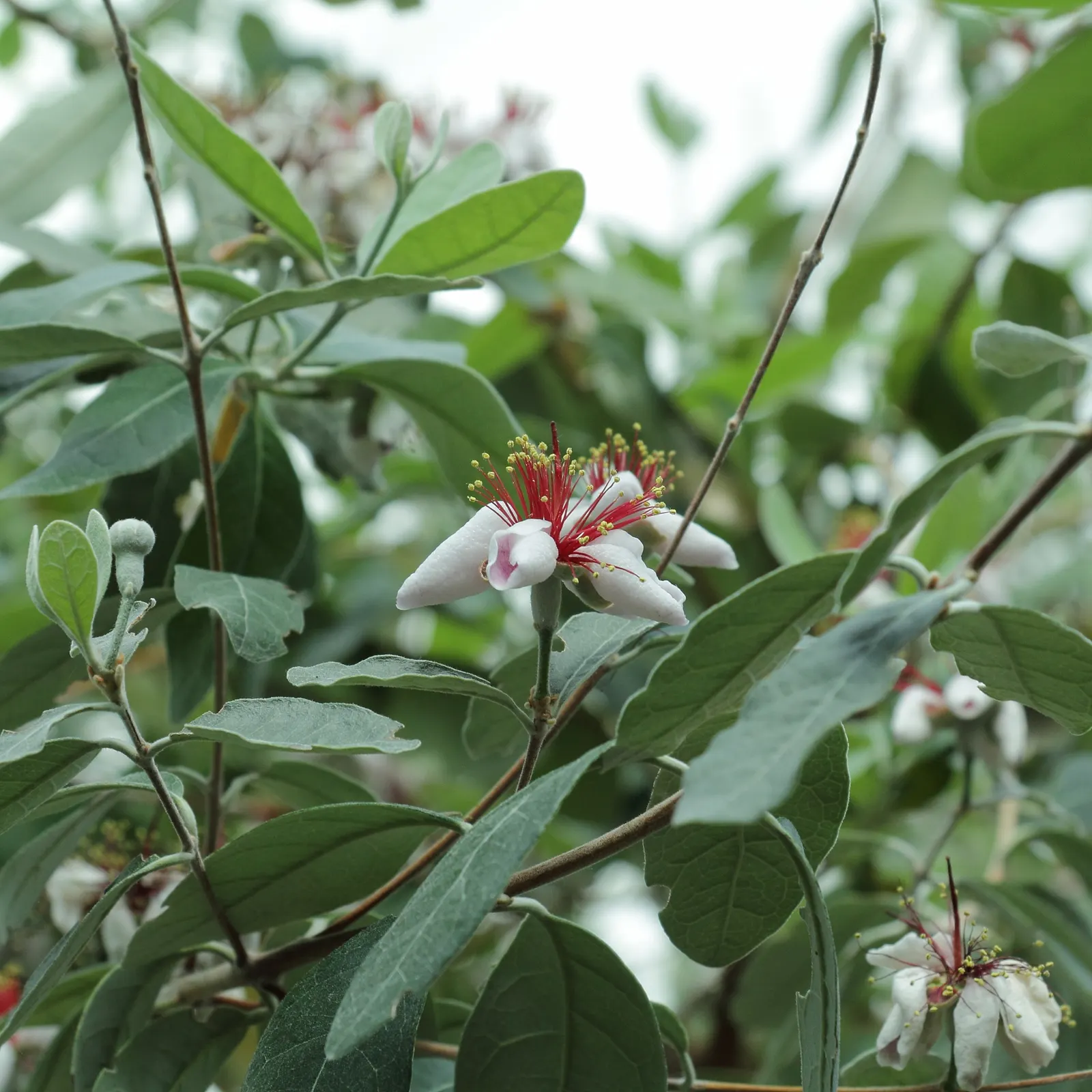 Pineapple Guava (Feijoa Sellowiana) — consider its adaptability and multi-sensory offerings; shrub / tree with multi-colored and red and white, image 116