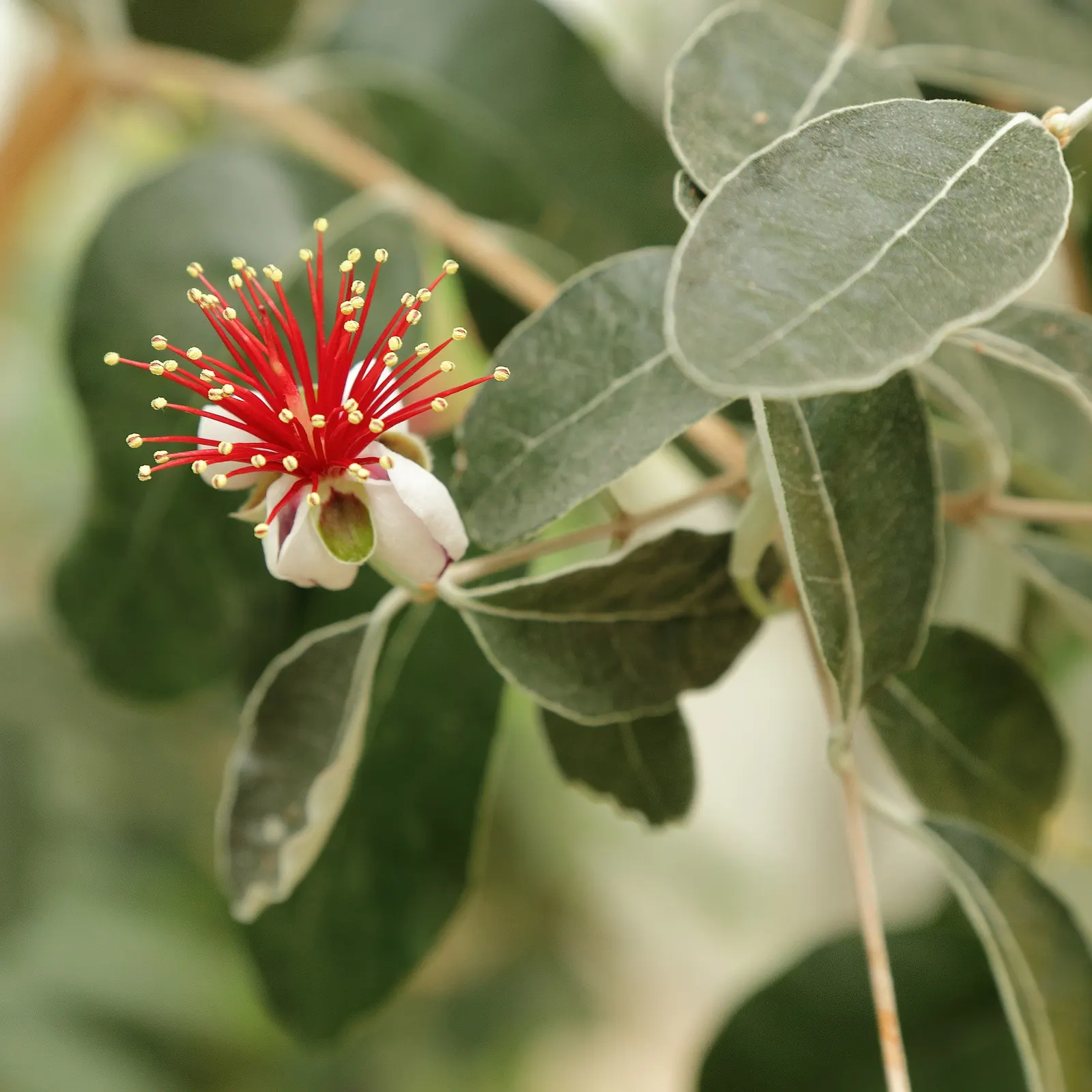 Pineapple Guava (Feijoa Sellowiana) — Feijoa sellowiana should be planted in well-drained soil; the plant produces oval fruit