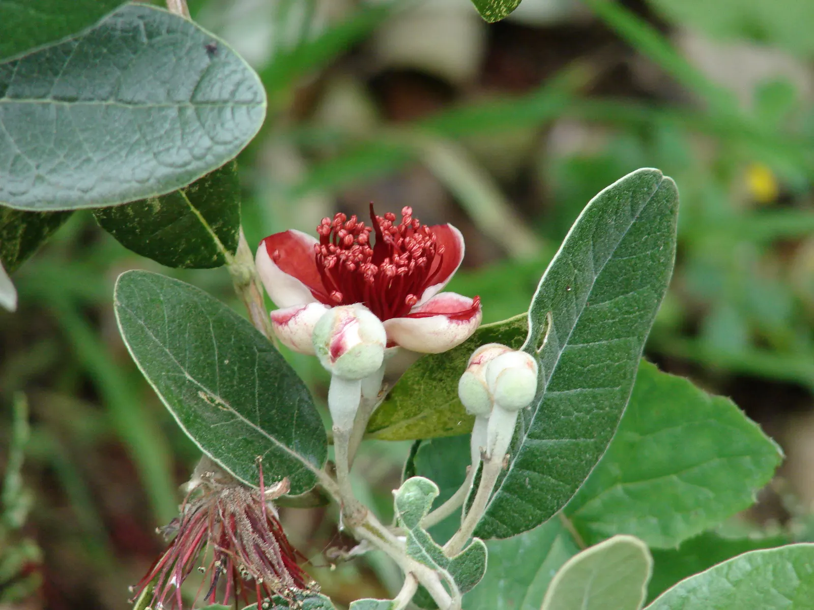 Pineapple Guava (Feijoa Sellowiana) — which not only add beauty but are also edible; providing a striking contrast and year-round visual interest