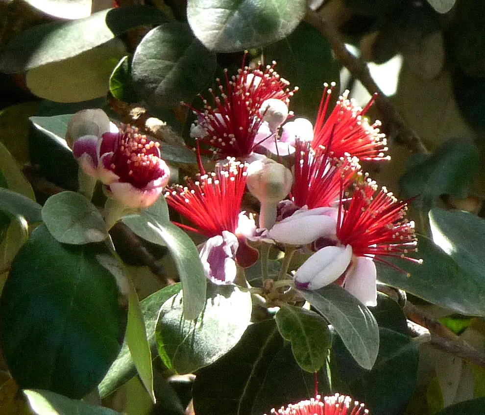 Pineapple Guava (Feijoa Sellowiana) — shrub / tree for full or half; which are sure to captivate both the client and their garden visitors, image 120