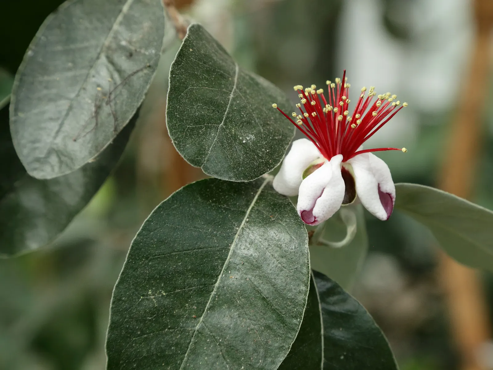 Pineapple Guava (Feijoa Sellowiana) — The Pineapple Guava, Feijoa sellowiana, is an evergreen shrub reaching 10-15 feet tall and wide; hardy in, image 121