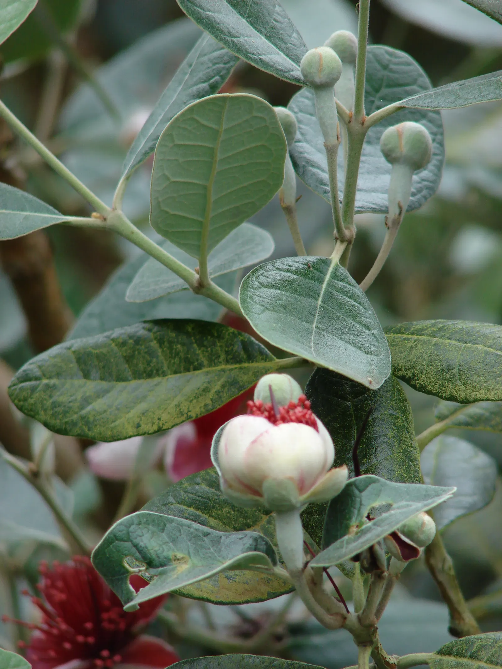 Pineapple Guava (Feijoa Sellowiana) — making it a low-maintenance option for water-wise gardens; the Pineapple Guava, Feijoa sellowiana, is an, image 112