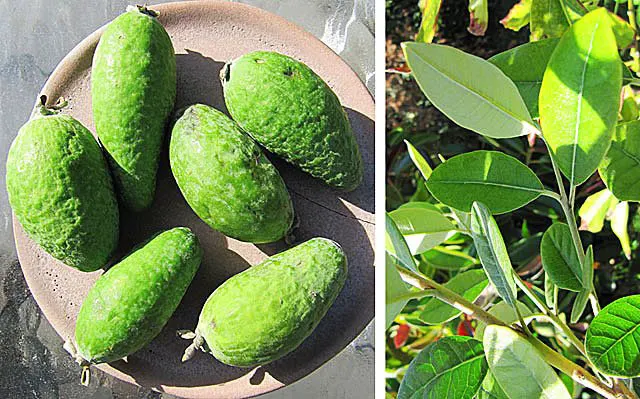 Pineapple Guava (Feijoa Sellowiana) — approximately 2 to 4 inches long; in the fall, oval fruits with a sweet, aromatic flavor ripen