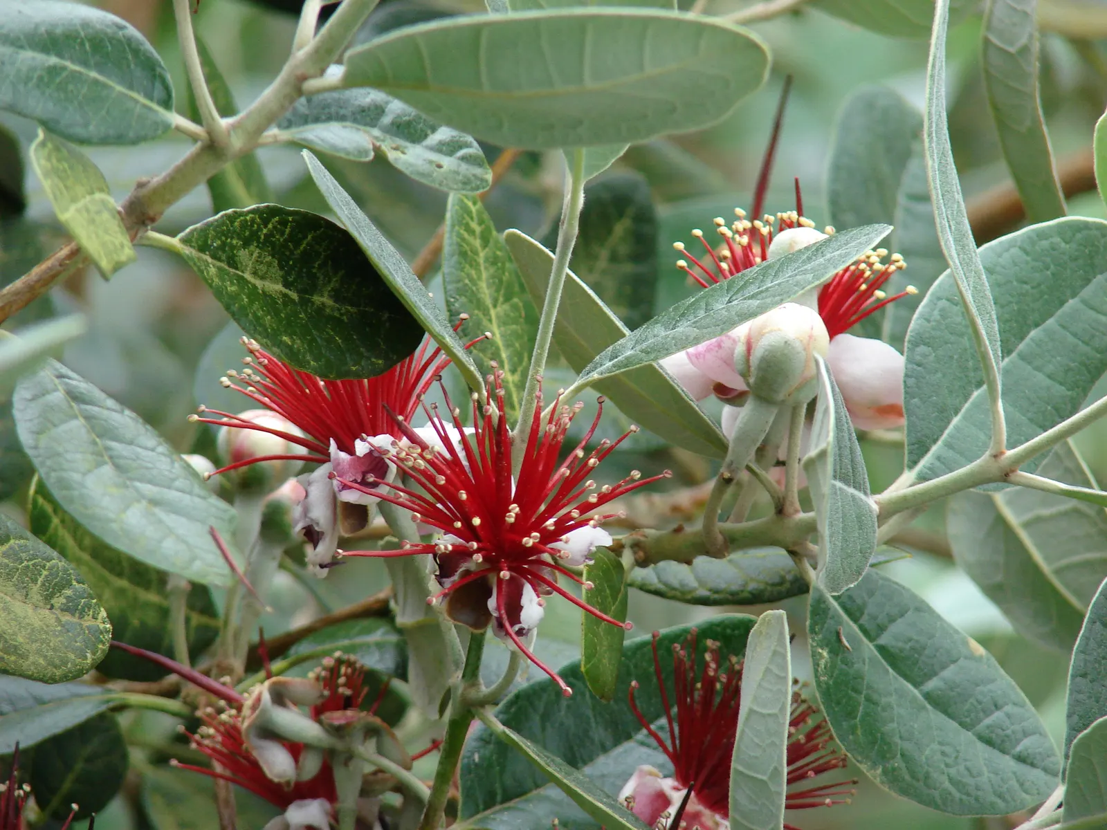 Pineapple Guava (Feijoa Sellowiana) — The blossoms have fleshy white petals set against a burst of red stamens; drought-tolerant once established, image 104