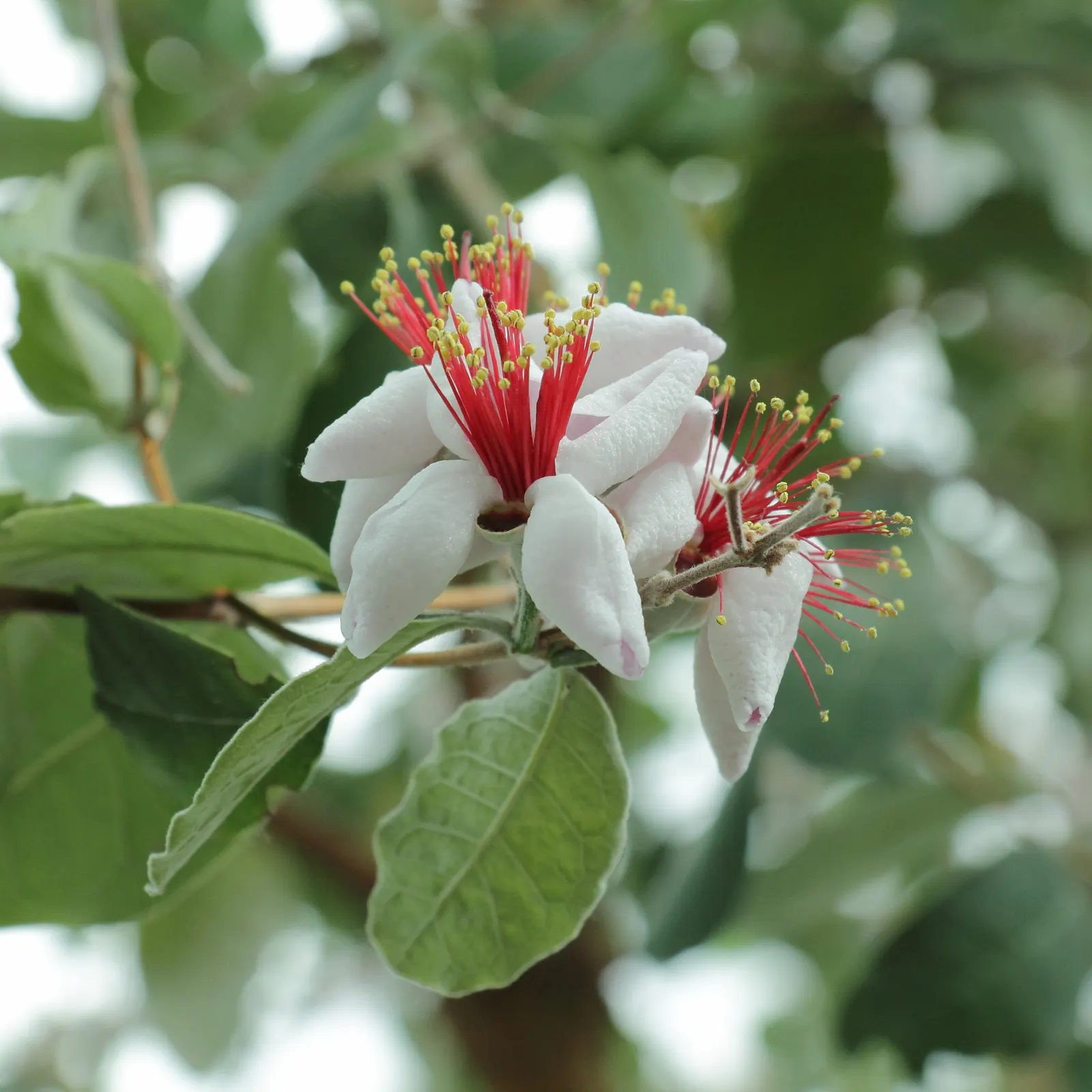 Pineapple Guava (Feijoa Sellowiana) — is a versatile and ornamental evergreen shrub that brings a tropical flair to temperate garden landscapes