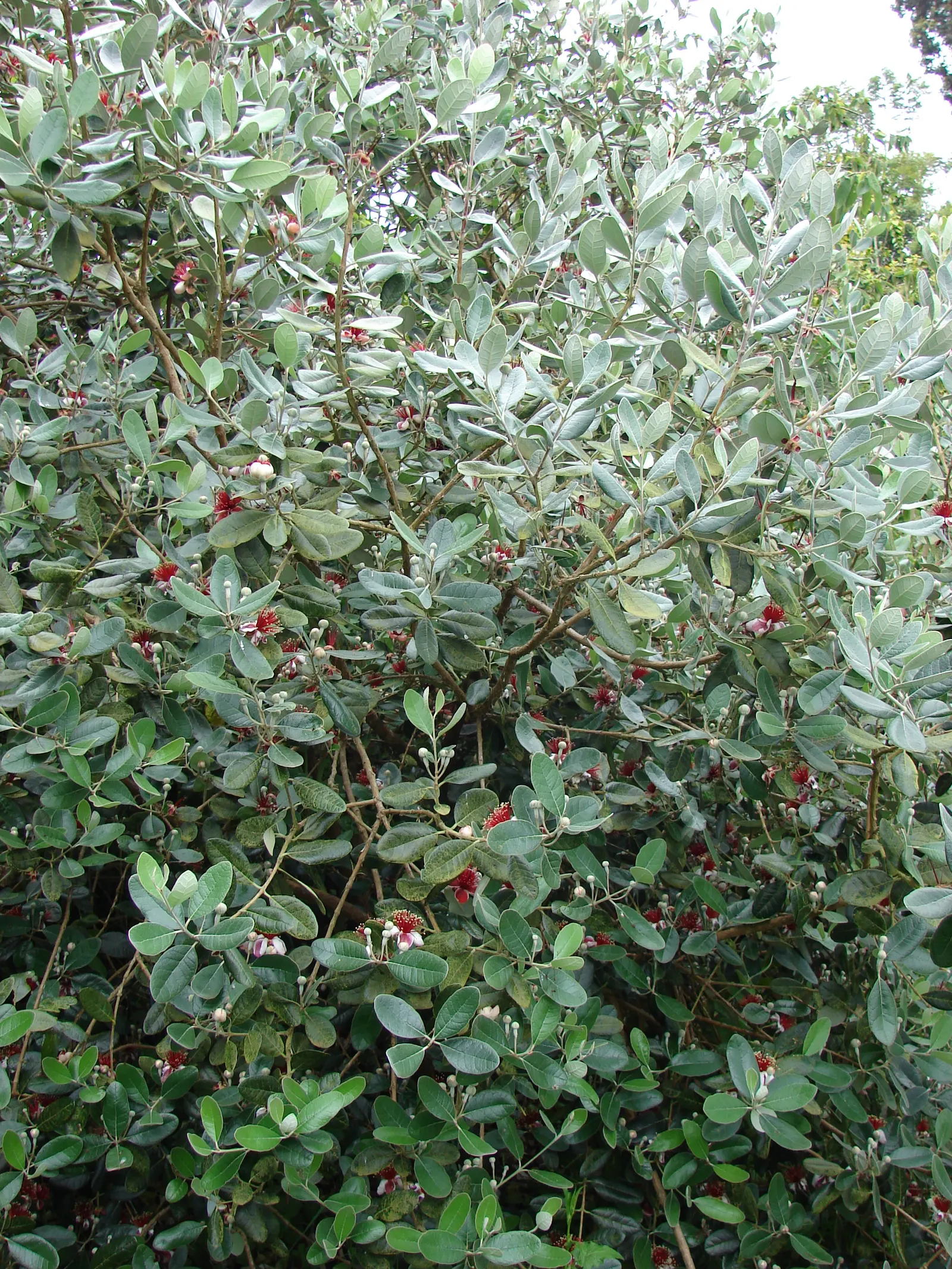 Pineapple Guava (Feijoa Sellowiana) — the plant produces oval fruit; consider its adaptability and multi-sensory offerings, image 107